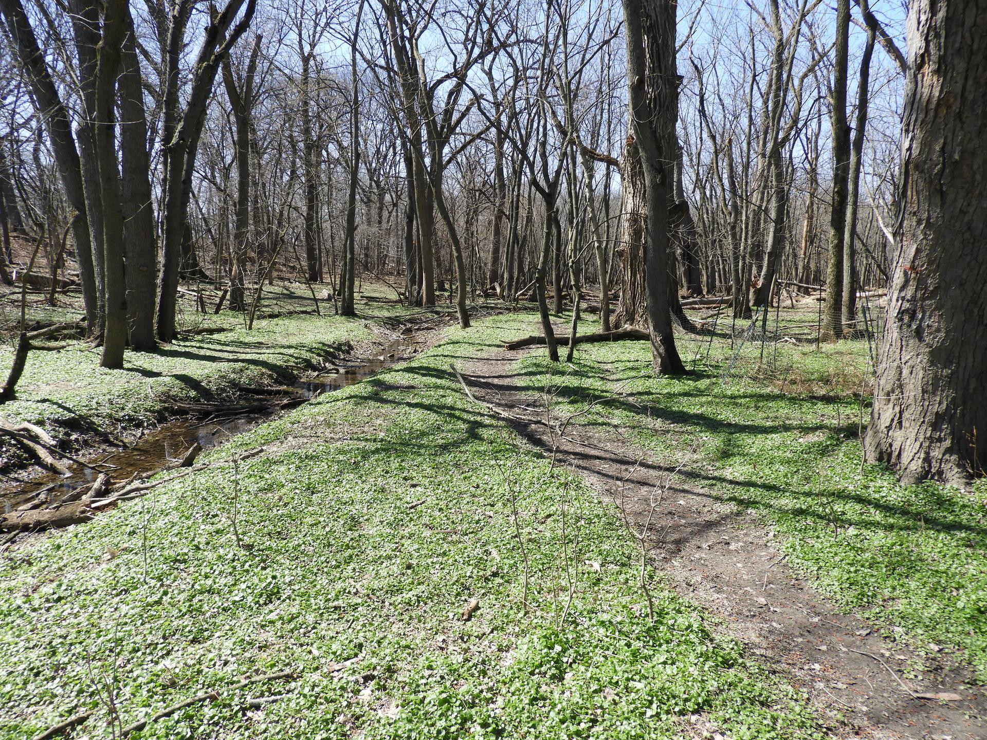 Dappled sunlight illuminates a forest floor with green ground cover and a small stream.