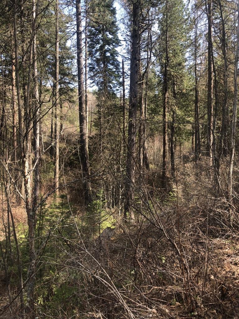 Dense forest with tall trees and sunlit undergrowth on a bright day.