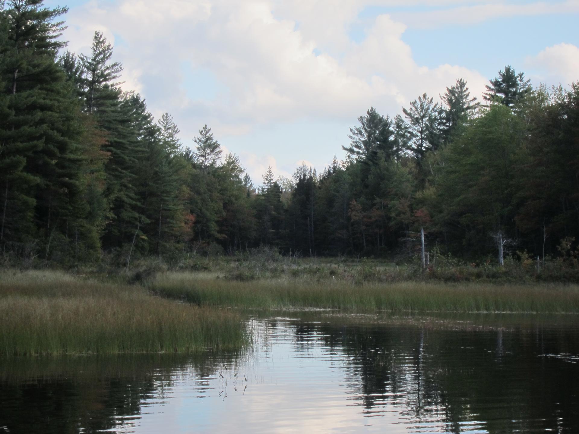 Calm water reflecting a dense forest and grassy shore under a cloudy sky.