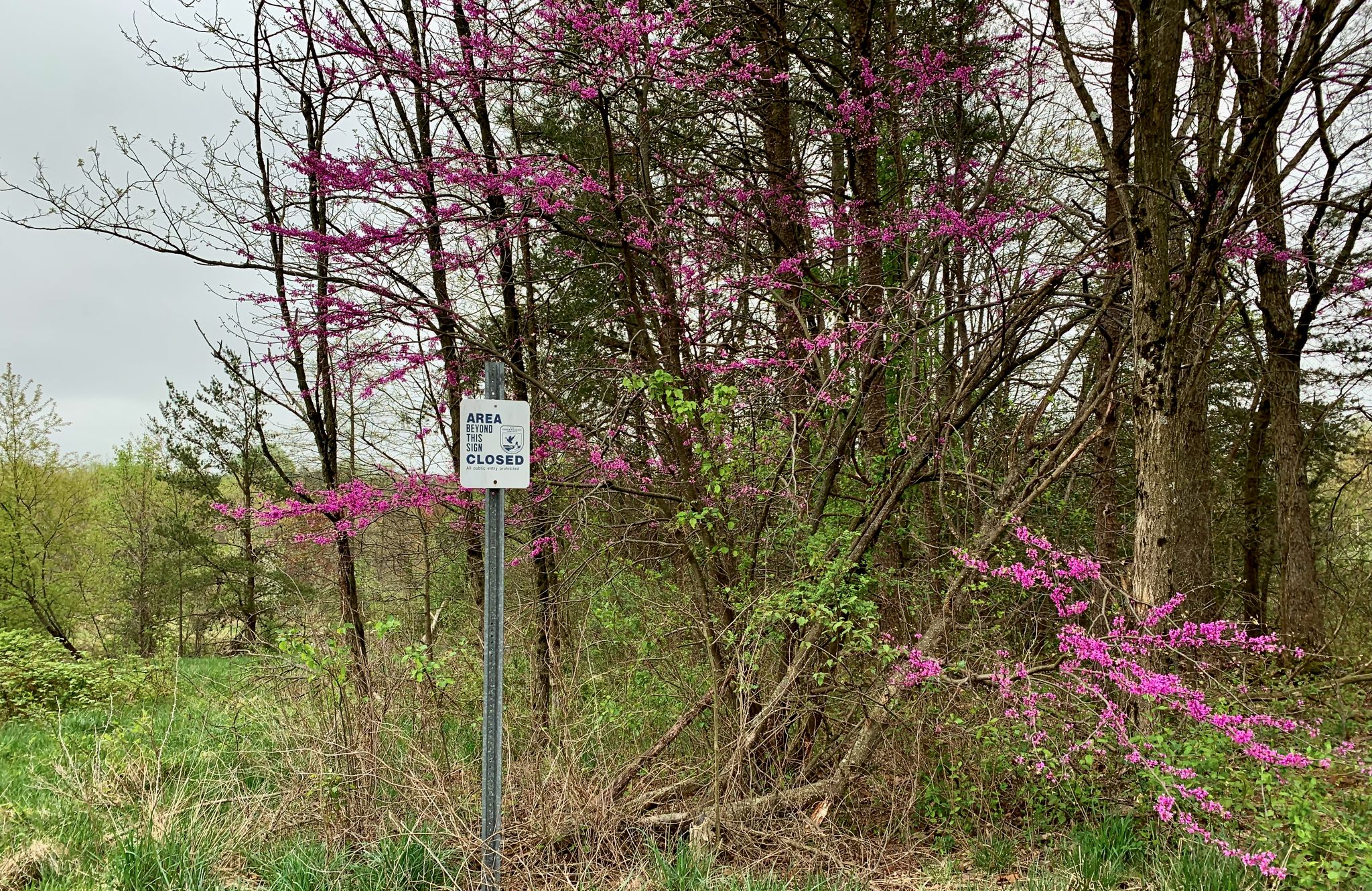 A "CLOSED" sign stands beside a tree with bright pink blossoms. - Forest Trail