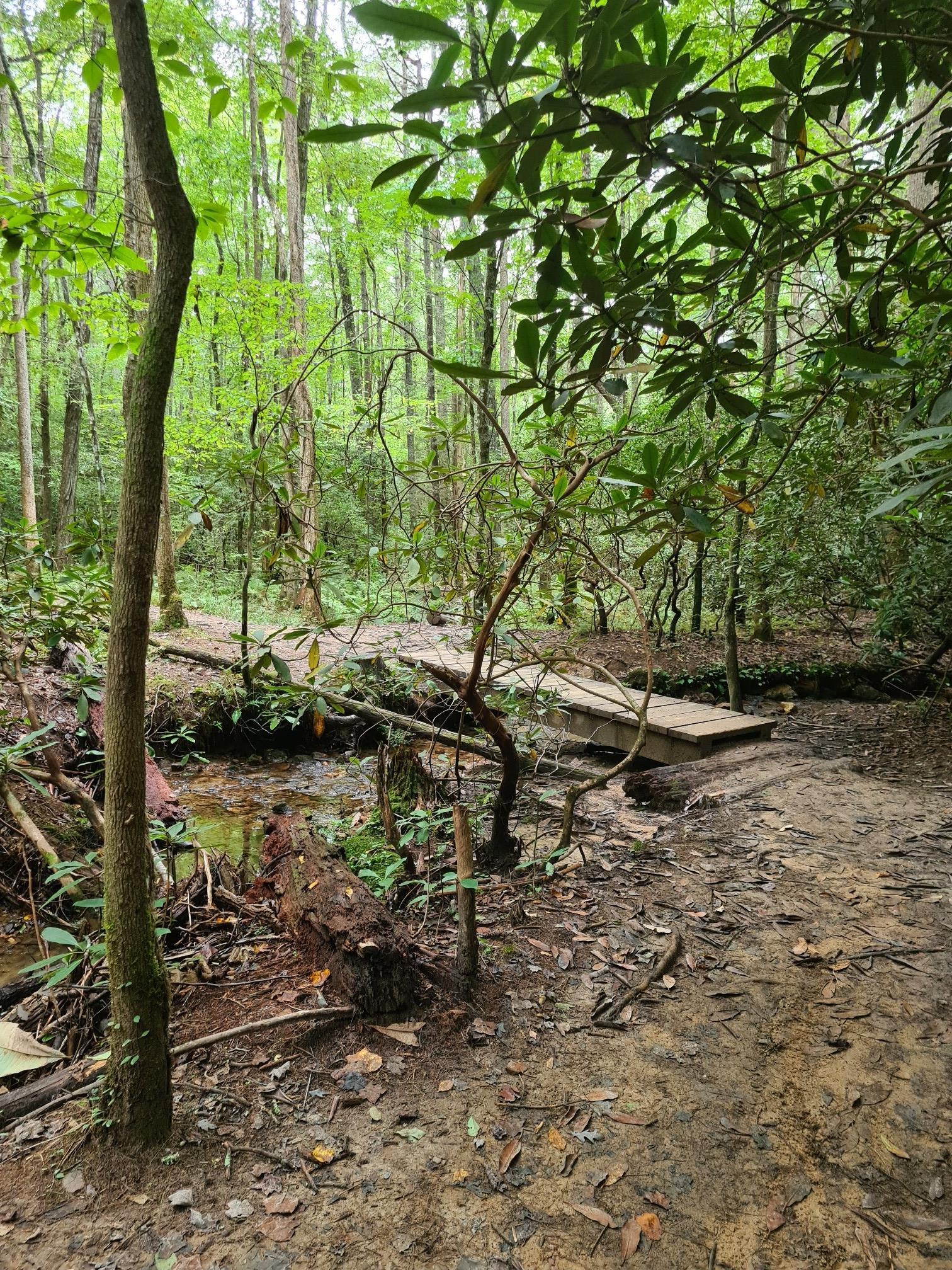 A dirt path leads to a small wooden bridge over a stream in a lush green forest.