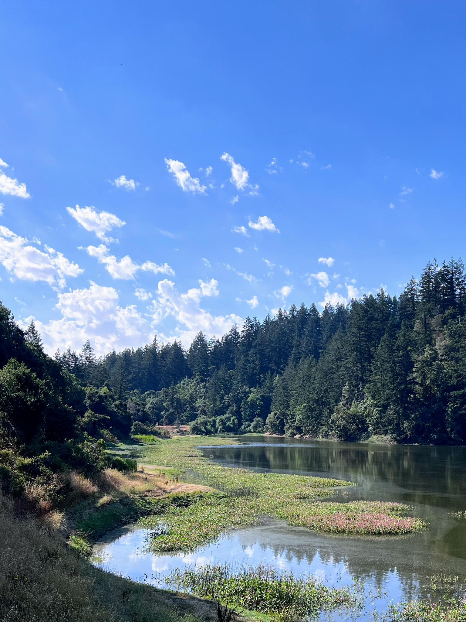 Wide river with green plants, surrounded by lush forest under a bright blue sky.