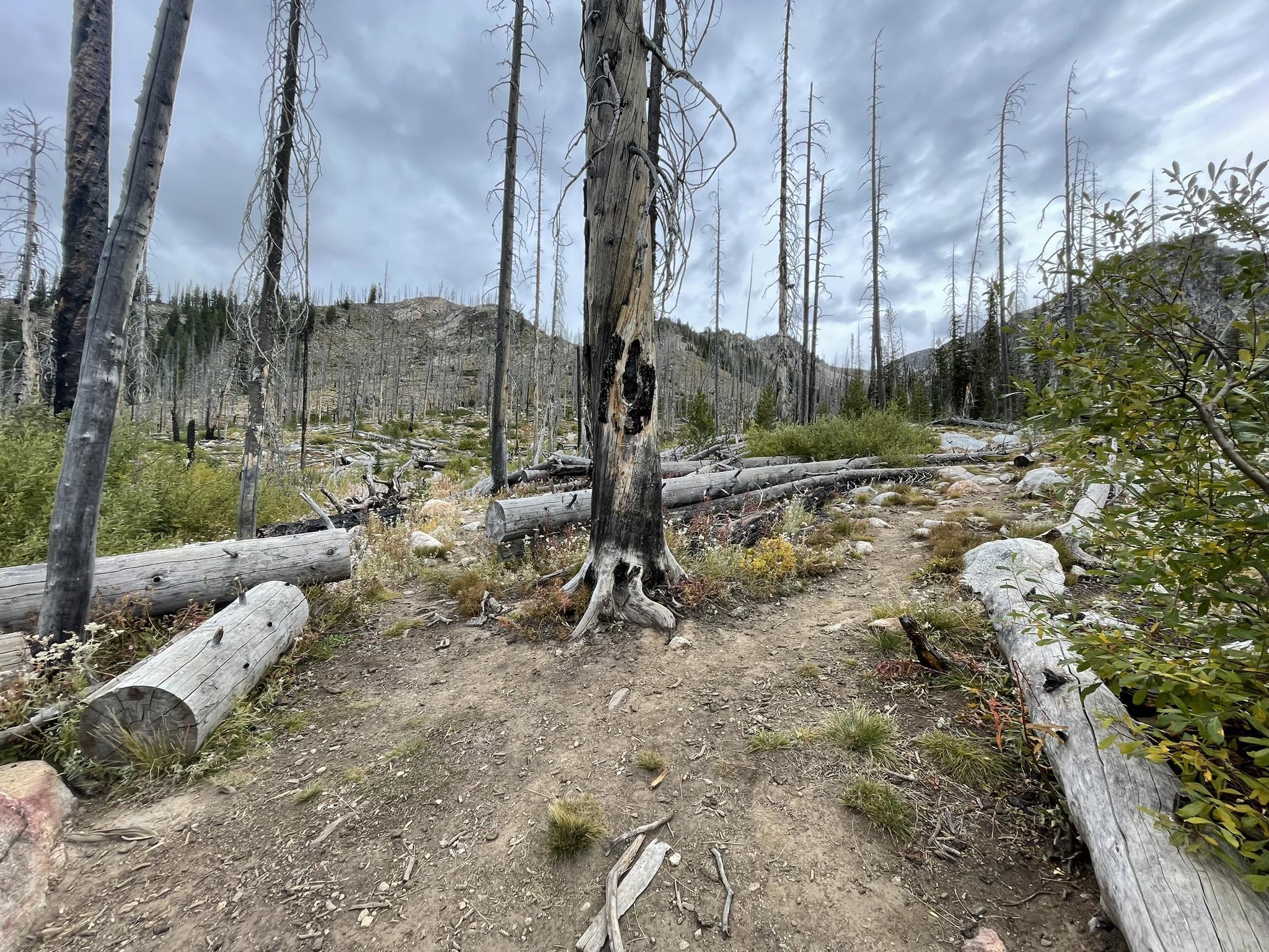 Dirt path through a landscape of burned trees and fallen logs under cloudy sky.