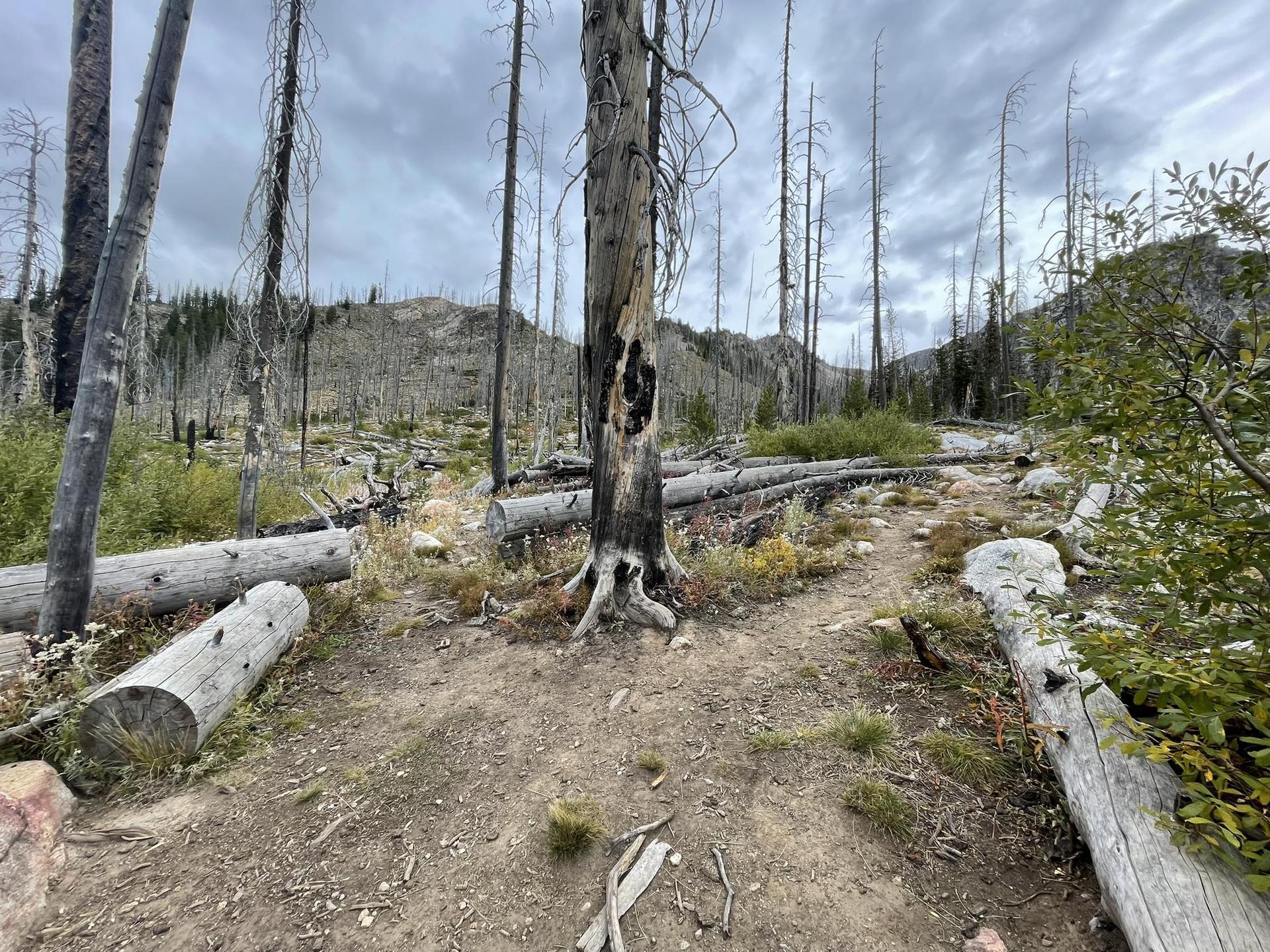 Dirt path through a landscape of burned trees and fallen logs under cloudy sky.