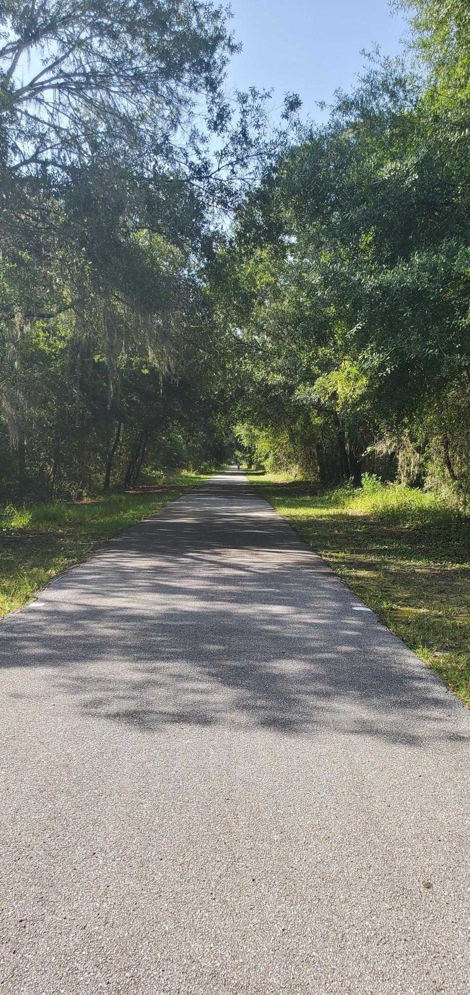 Paved path through a tunnel of green trees on a bright, sunny day.