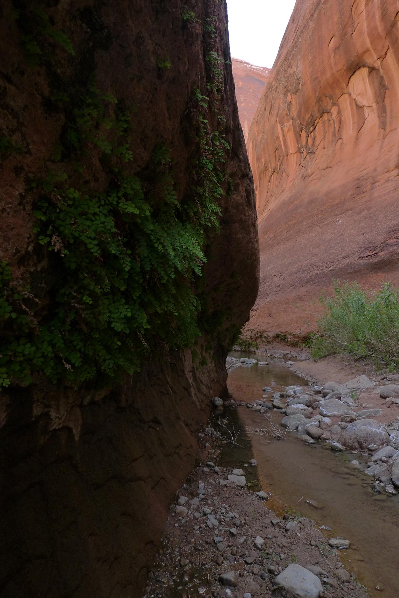 Stream in a shaded canyon, dark rock wall with green plants, light rock.