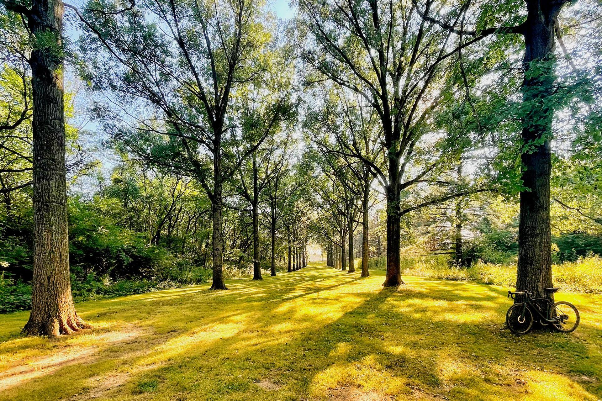 Sunny path through tall trees with green grass and a bicycle.
