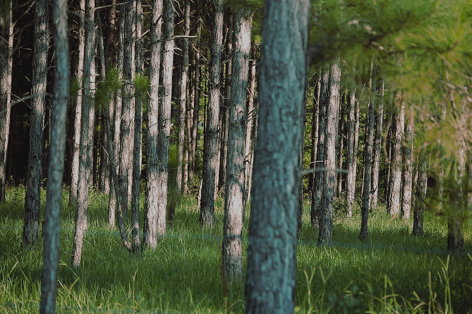 Dense pine forest with tall trunks and green undergrowth, dappled sunlight.