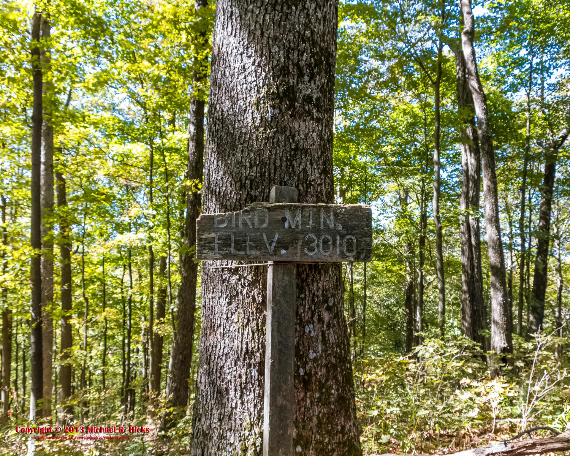 A wooden sign is attached to a large tree in a bright forest.