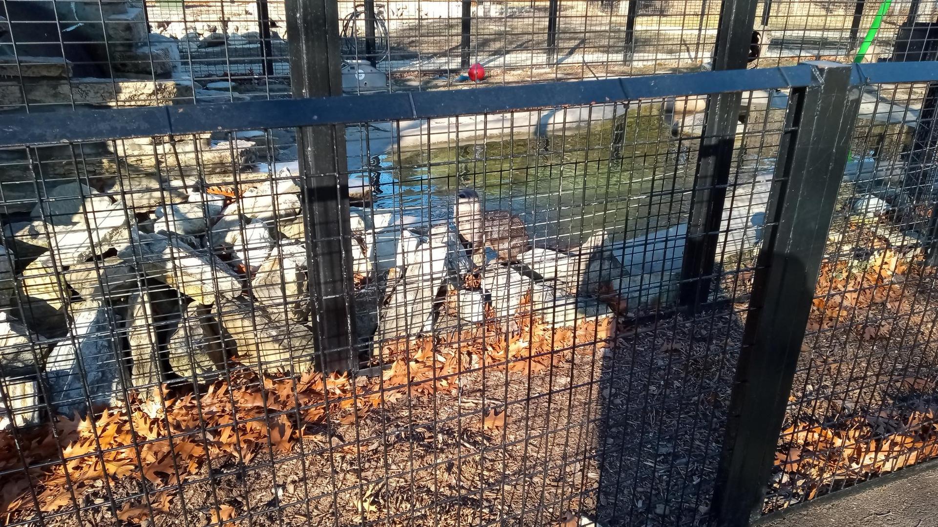 Small animal in a water enclosure behind a metal fence on a sunny day.
