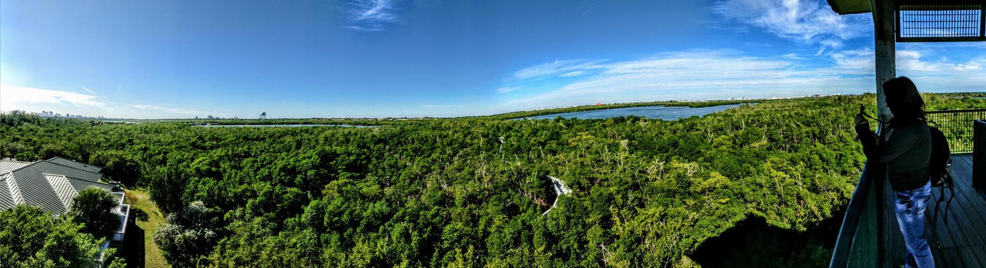 Panoramic view of a vast green forest and water from a high platform.