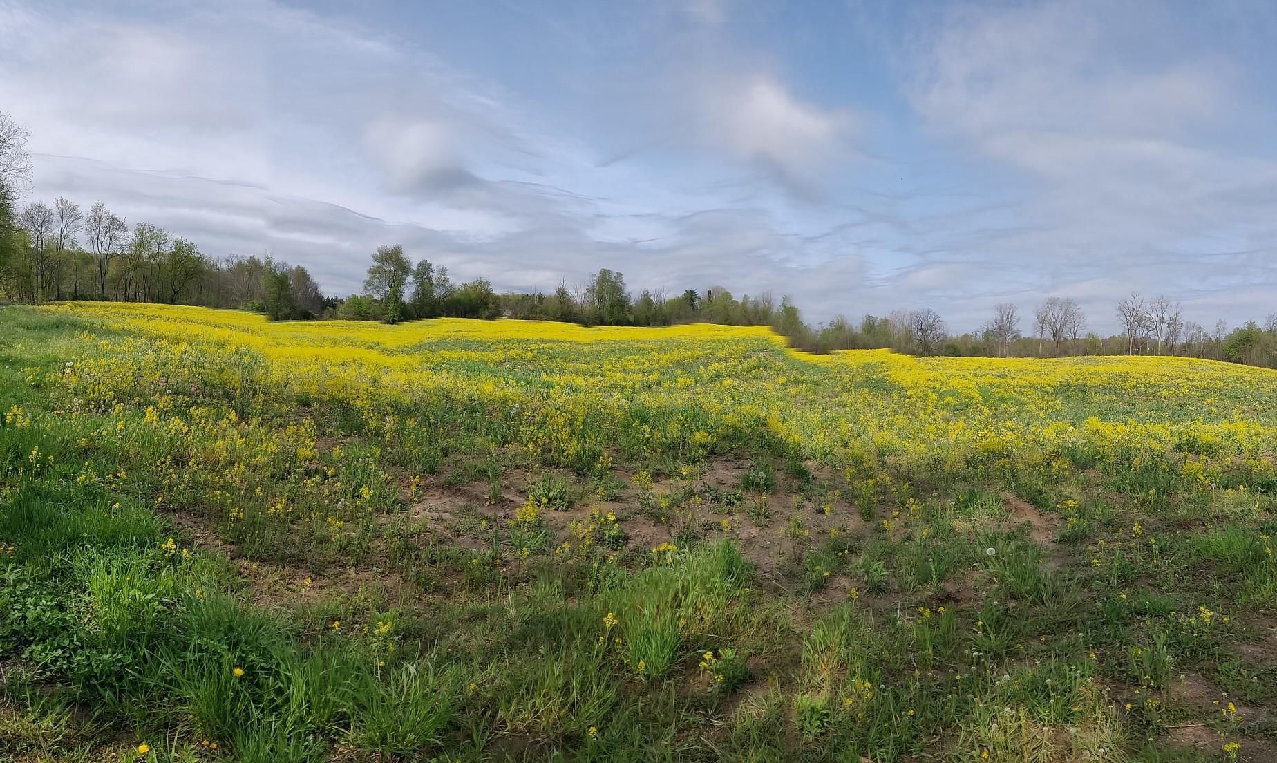 A vast field of bright yellow flowers under a cloudy sky. - Maybury State Park – Maybury State Park loop from Maybury State Park