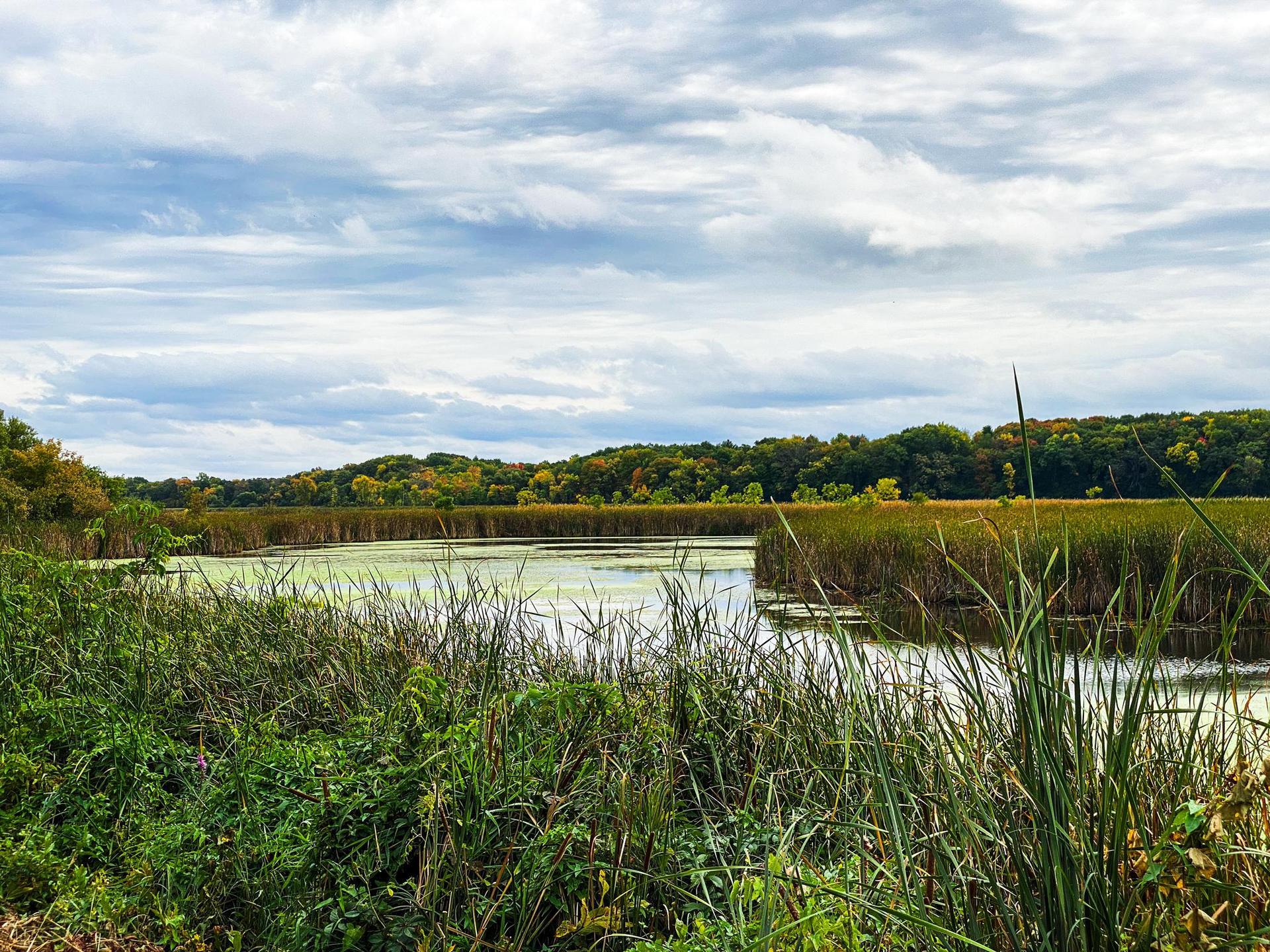 A marshy lake with green reeds and distant trees under a cloudy sky.