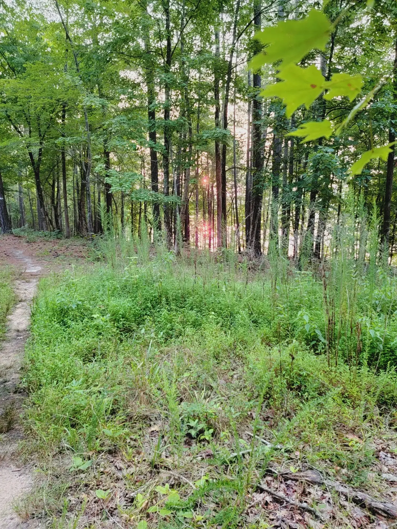 A dirt path leads into a lush forest with a sunset glow through the trees.