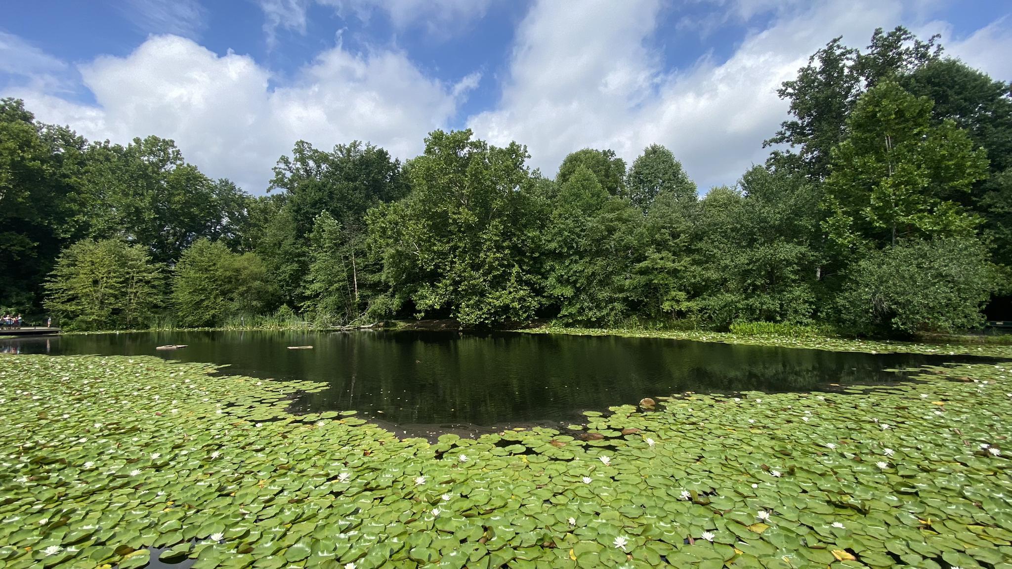 Sunny pond covered in lily pads, surrounded by dense green trees.