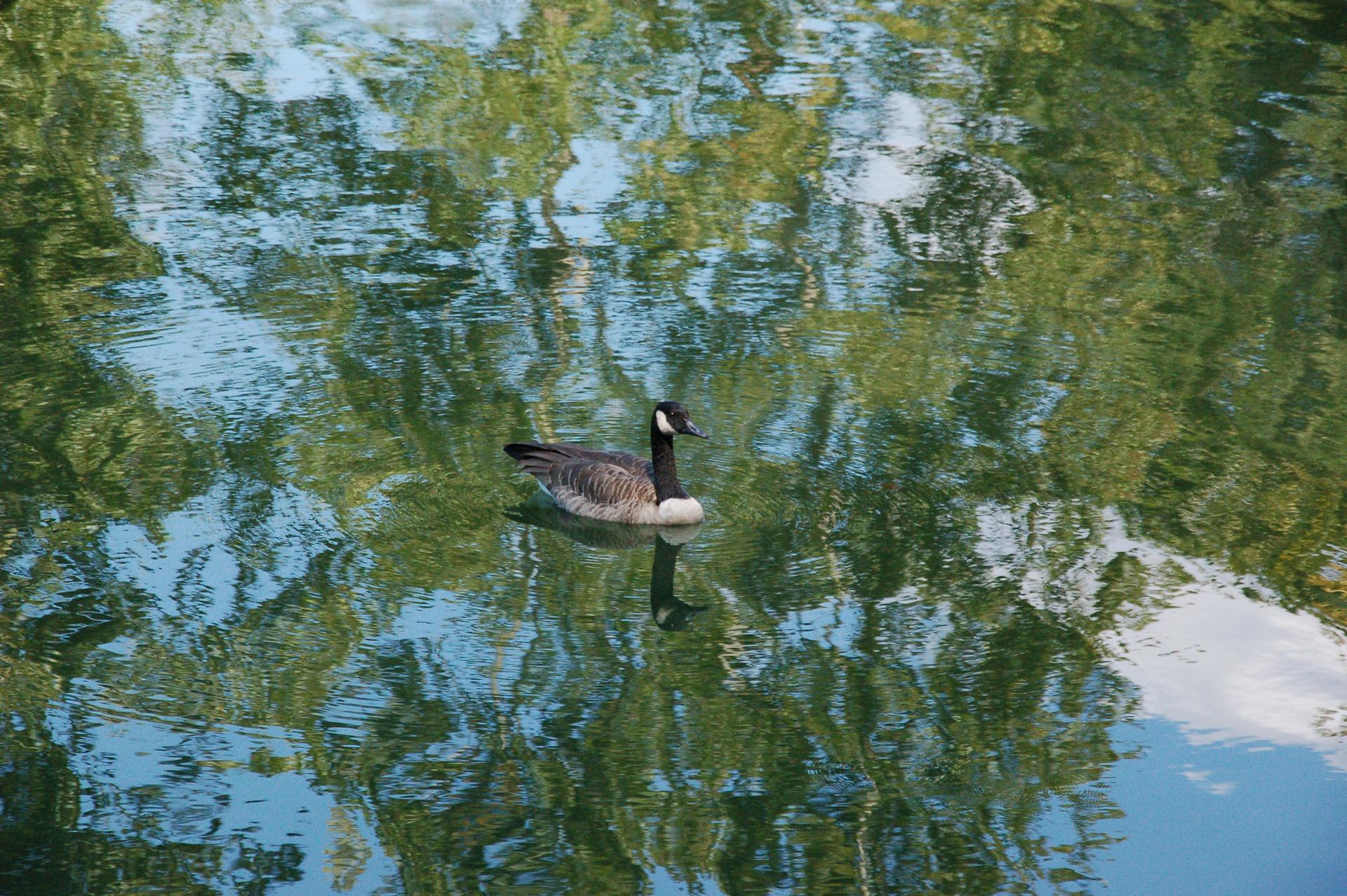 A goose swims in dappled water reflecting green trees and blue sky.
