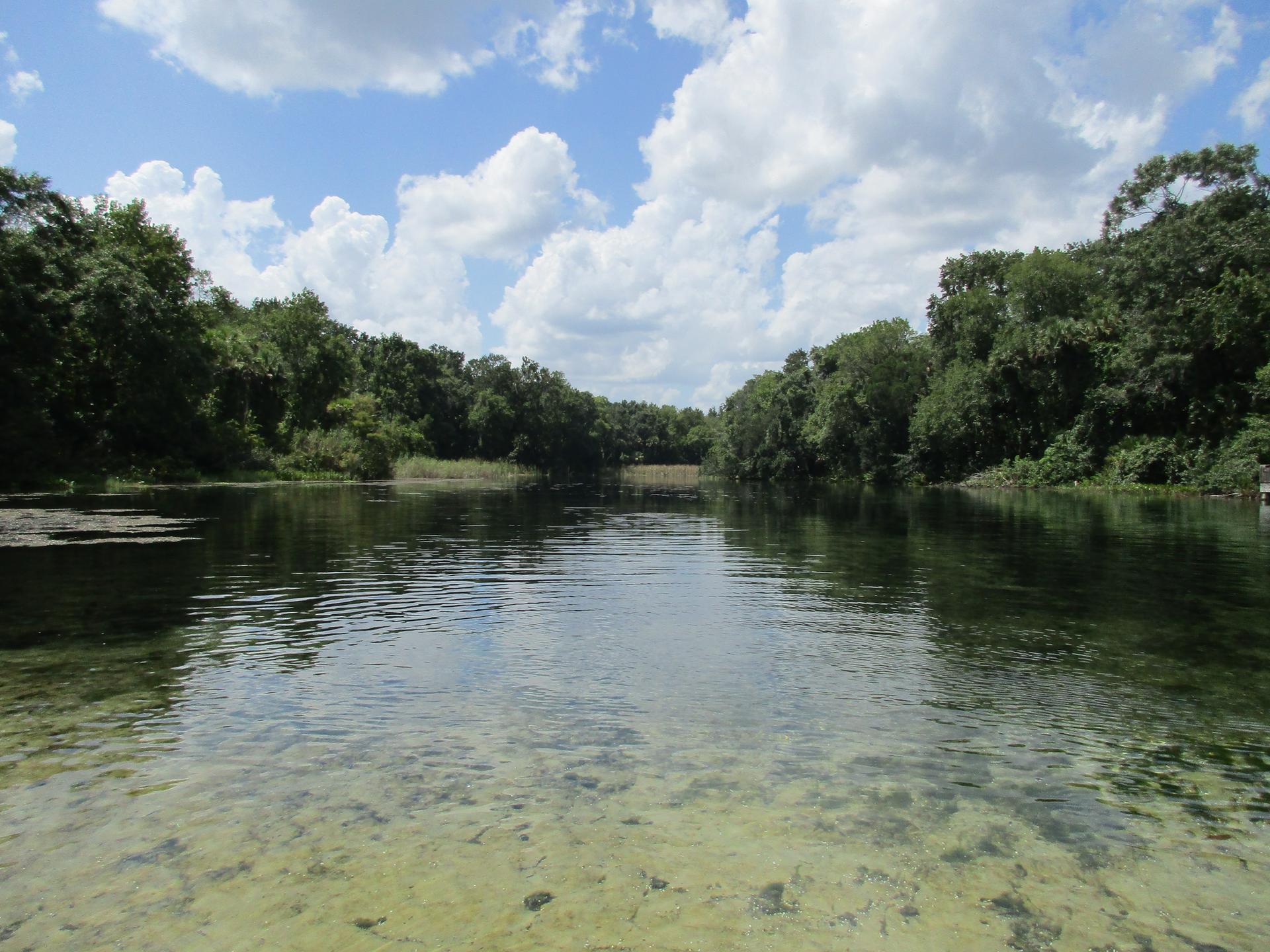 Clear river with visible bottom, flanked by dense green forest, sunny day.