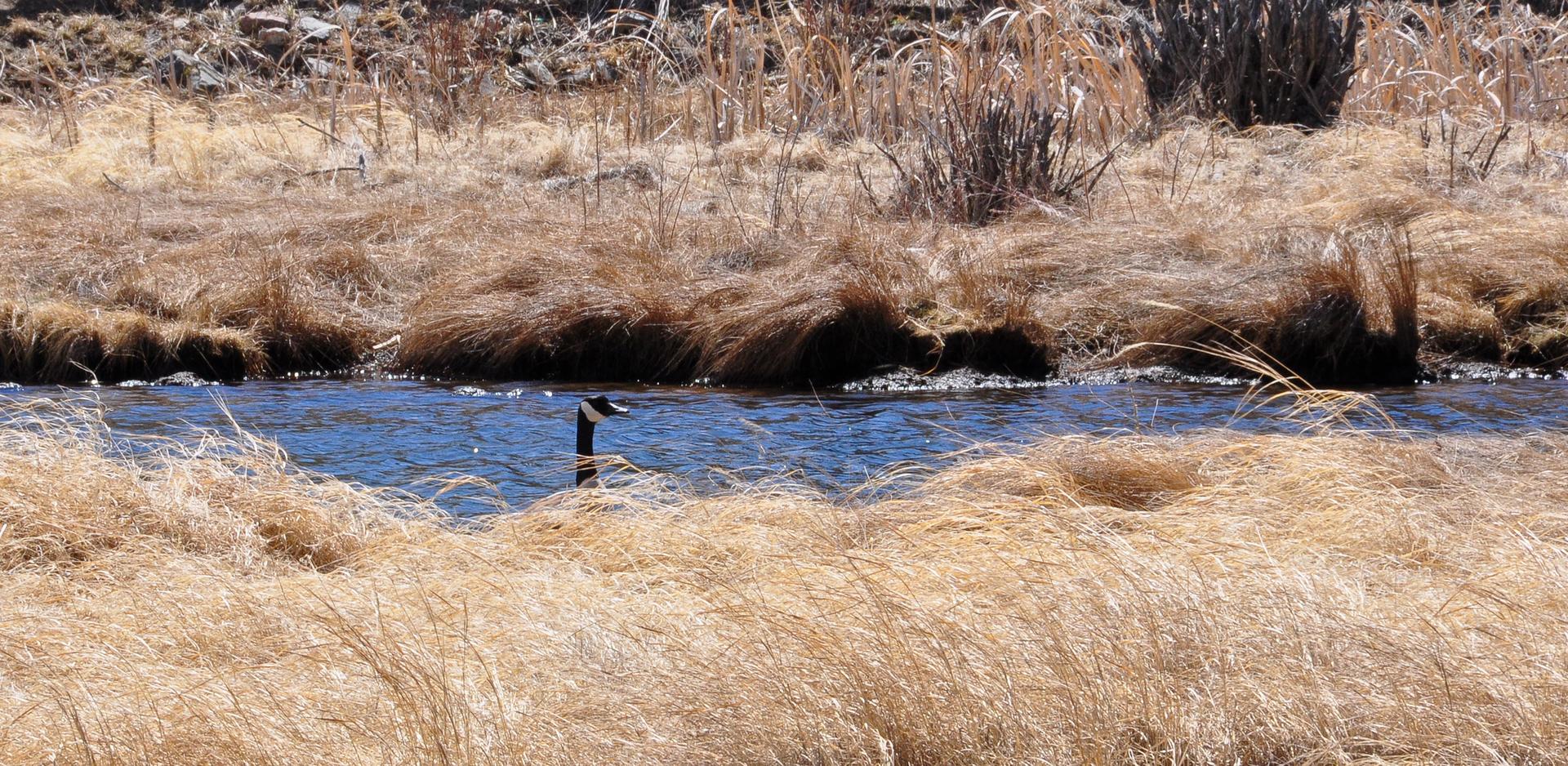A goose swims in a stream surrounded by golden, dry grass under bright sun.