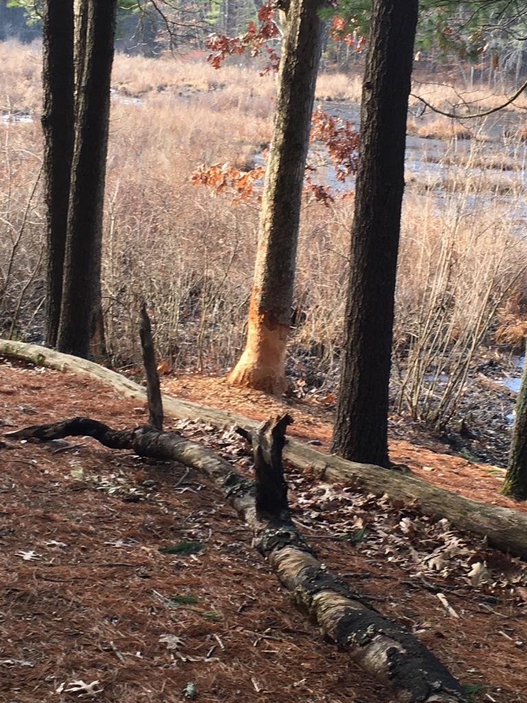 A tree with chewed bark and a fallen log on a forest floor.