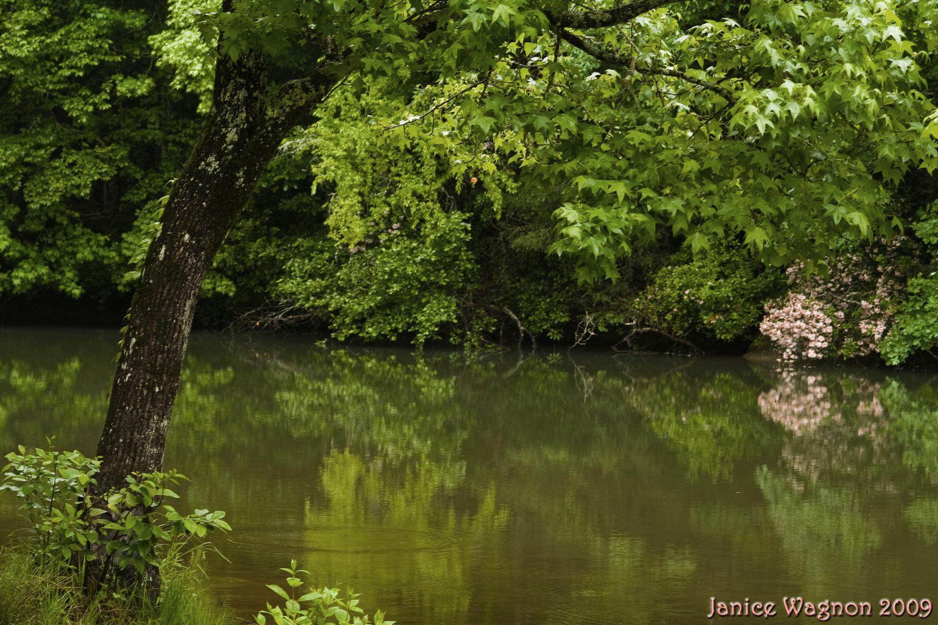 Lush green trees reflect on calm water, with a tree trunk on the left.