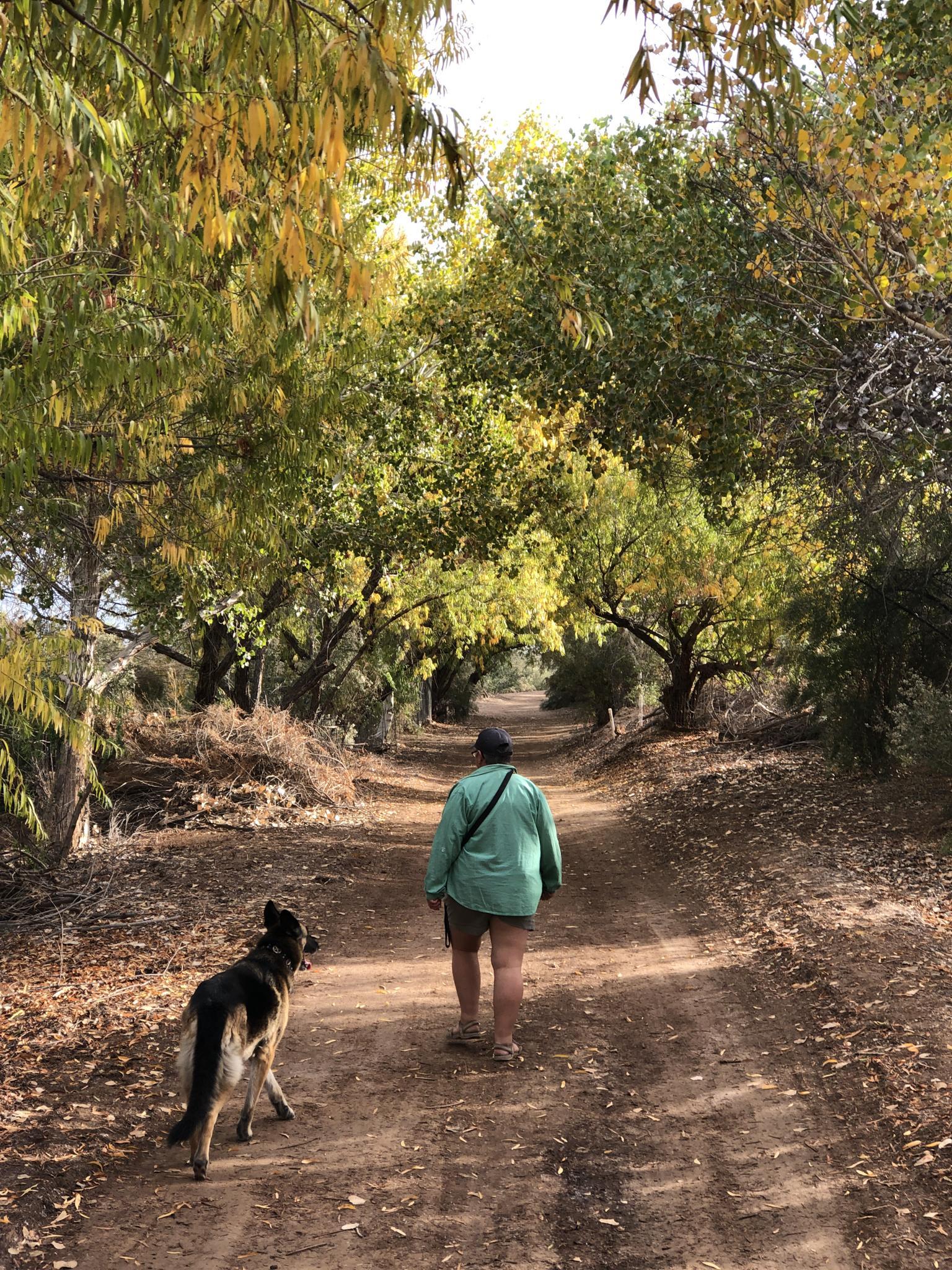 Person and dog walk on a sun-dappled dirt path under green and yellow trees.