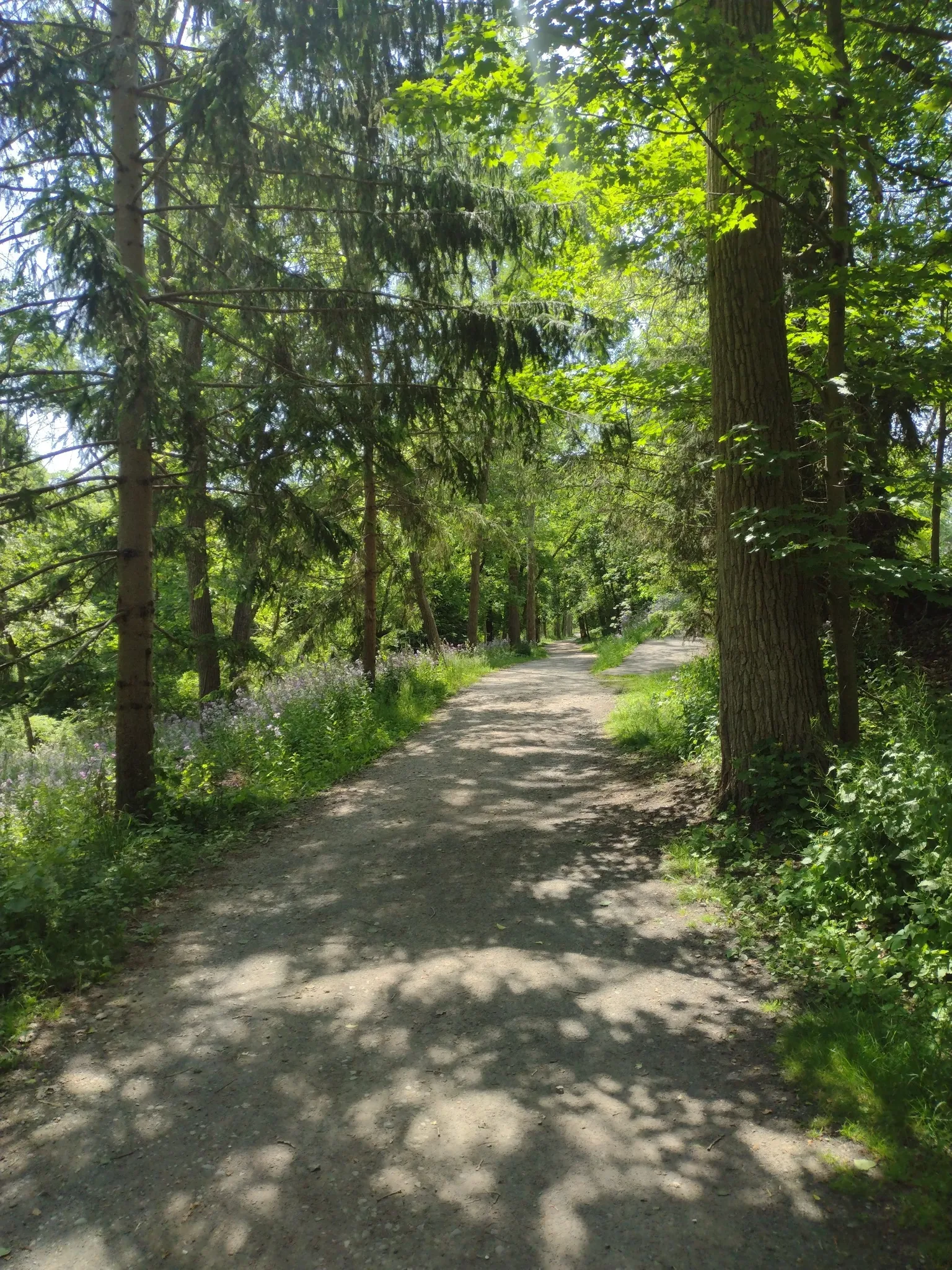 Sunny dirt path through a forest with tall trees and green undergrowth. - South Hill Recreation Way