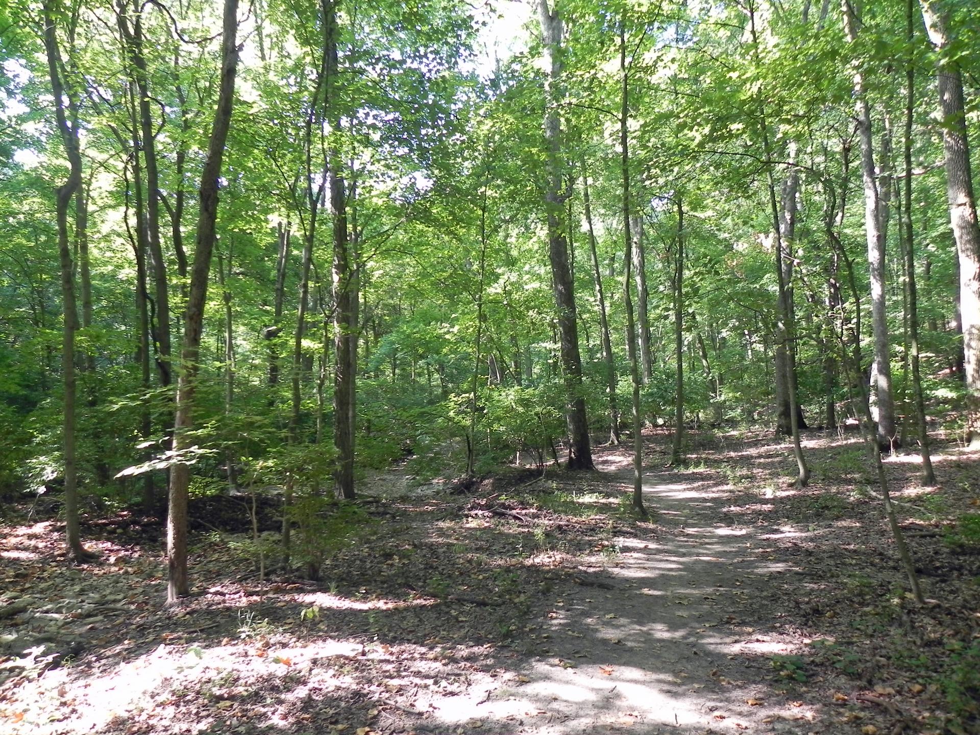 A dirt path winds through a dense forest with dappled sunlight.