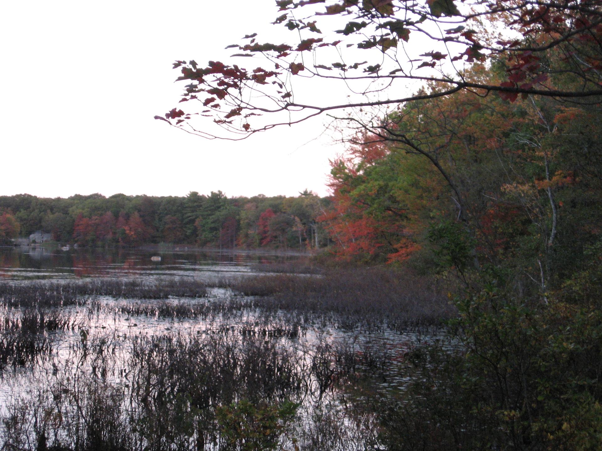 Marshy lake with autumn trees on the far bank under an overcast sky.