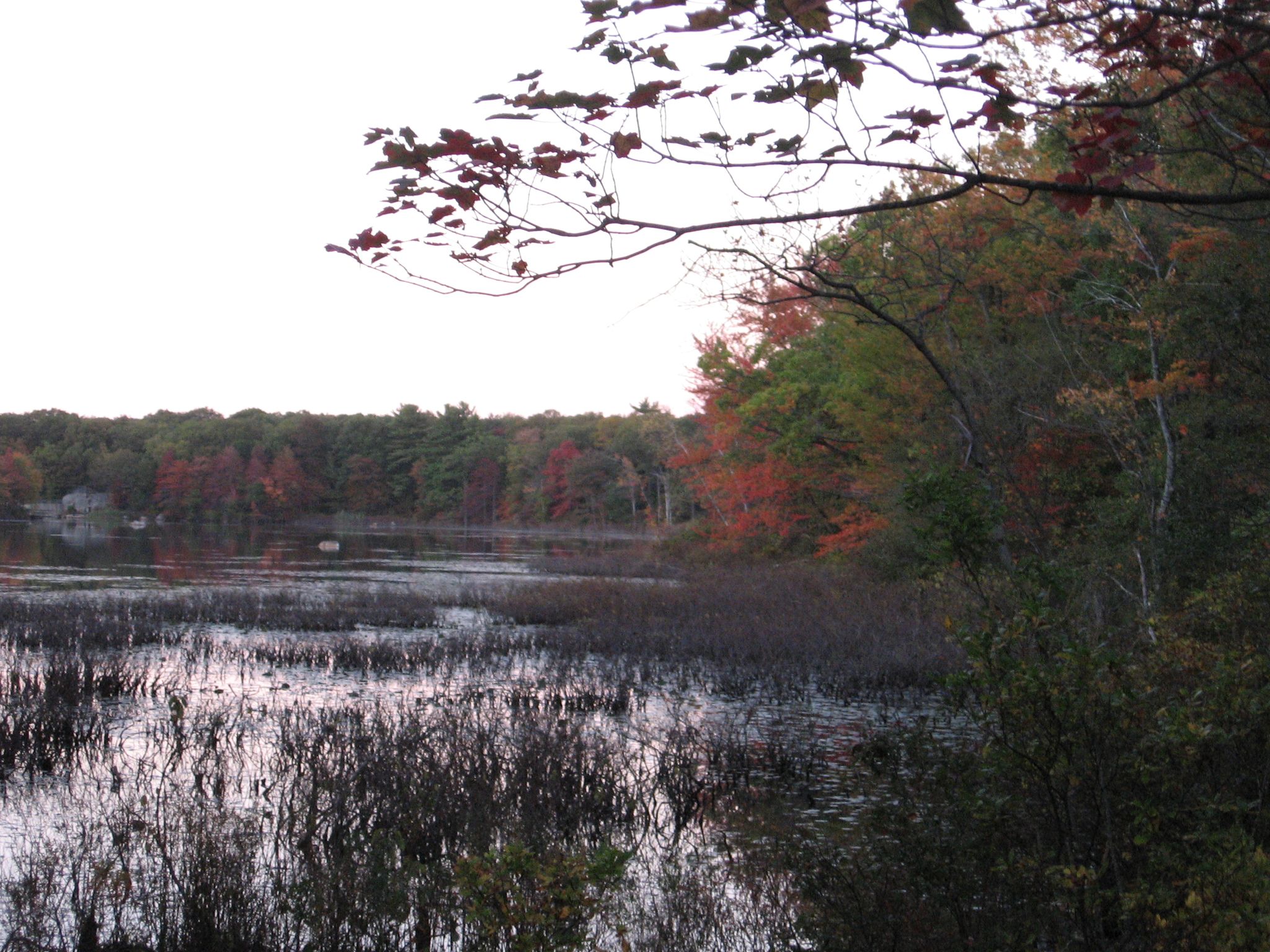 Marshy lake with autumn trees on the far bank under an overcast sky. - Pond Meadow Park Loop