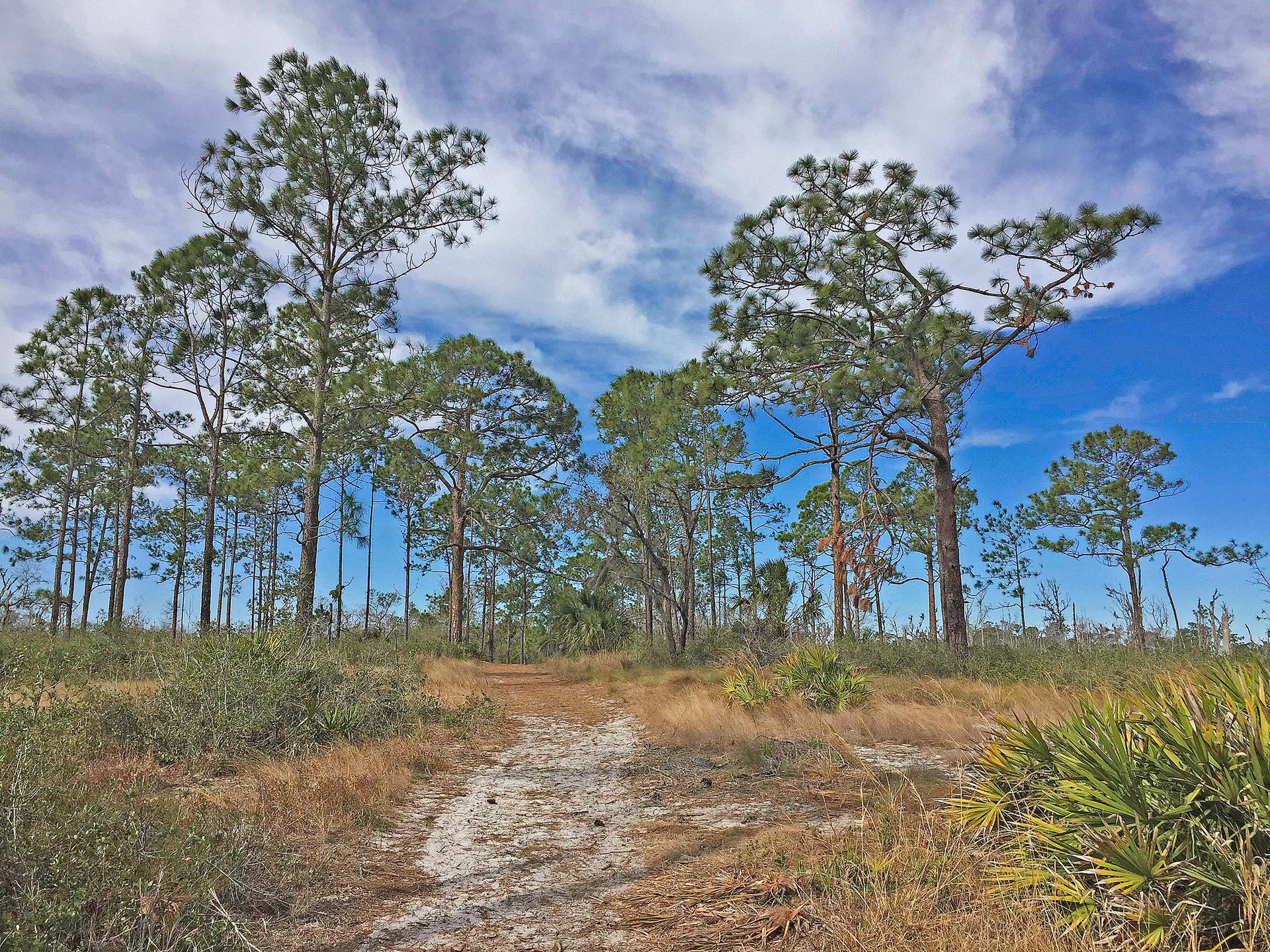 A dirt path leads into a pine forest under a bright, cloudy sky.
