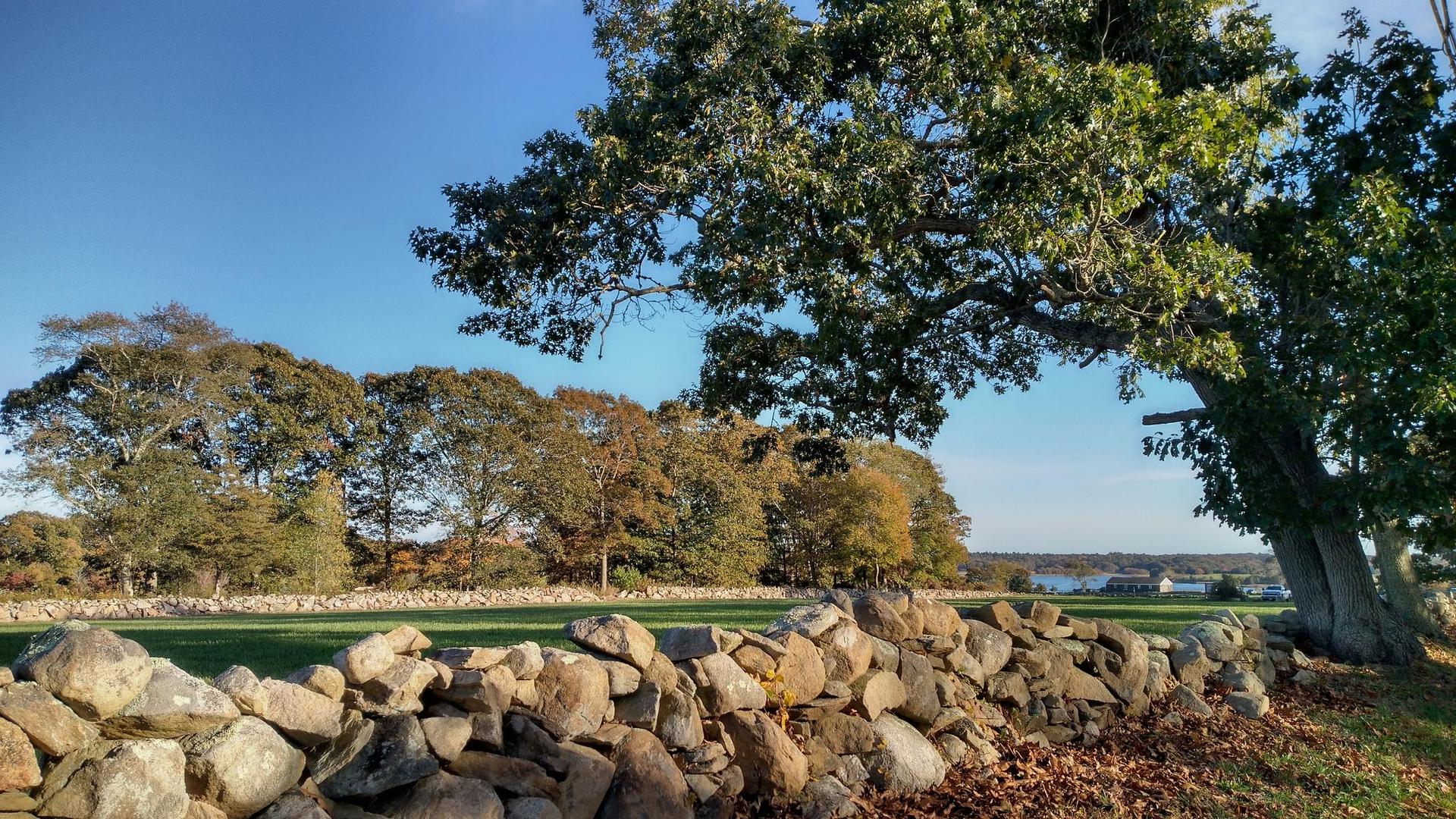 A stone wall and large tree next to a green field on a sunny day.