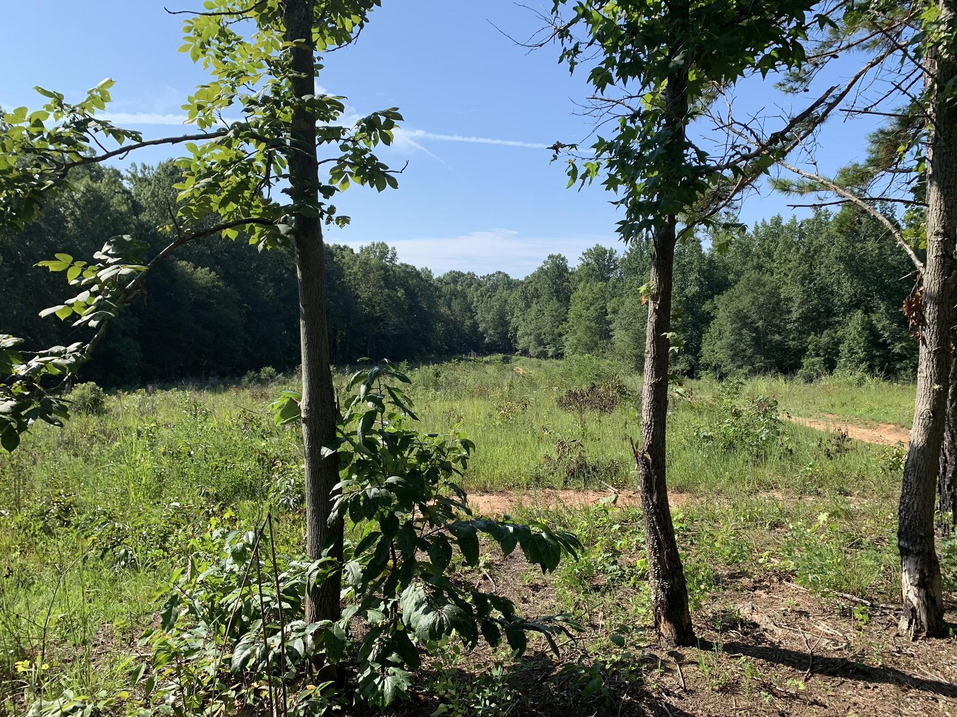 Sunny field with tall grass, surrounded by green trees under a blue sky.