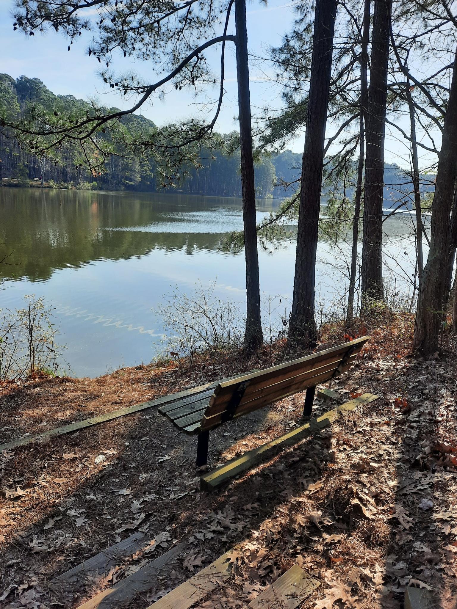 A wooden bench overlooks a calm lake surrounded by sunlit pine trees.