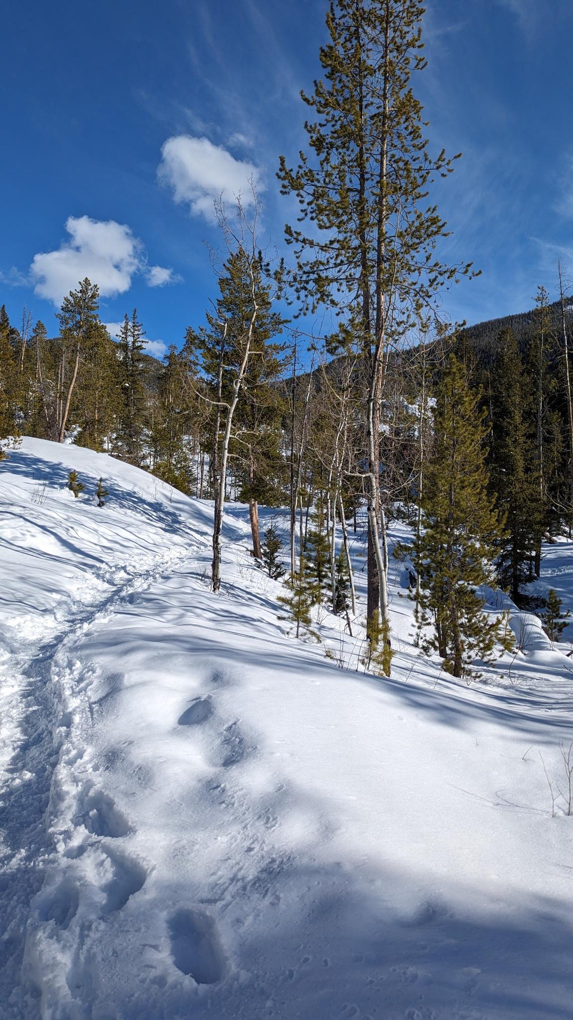Snow-covered trail with footprints leading uphill through a pine forest.