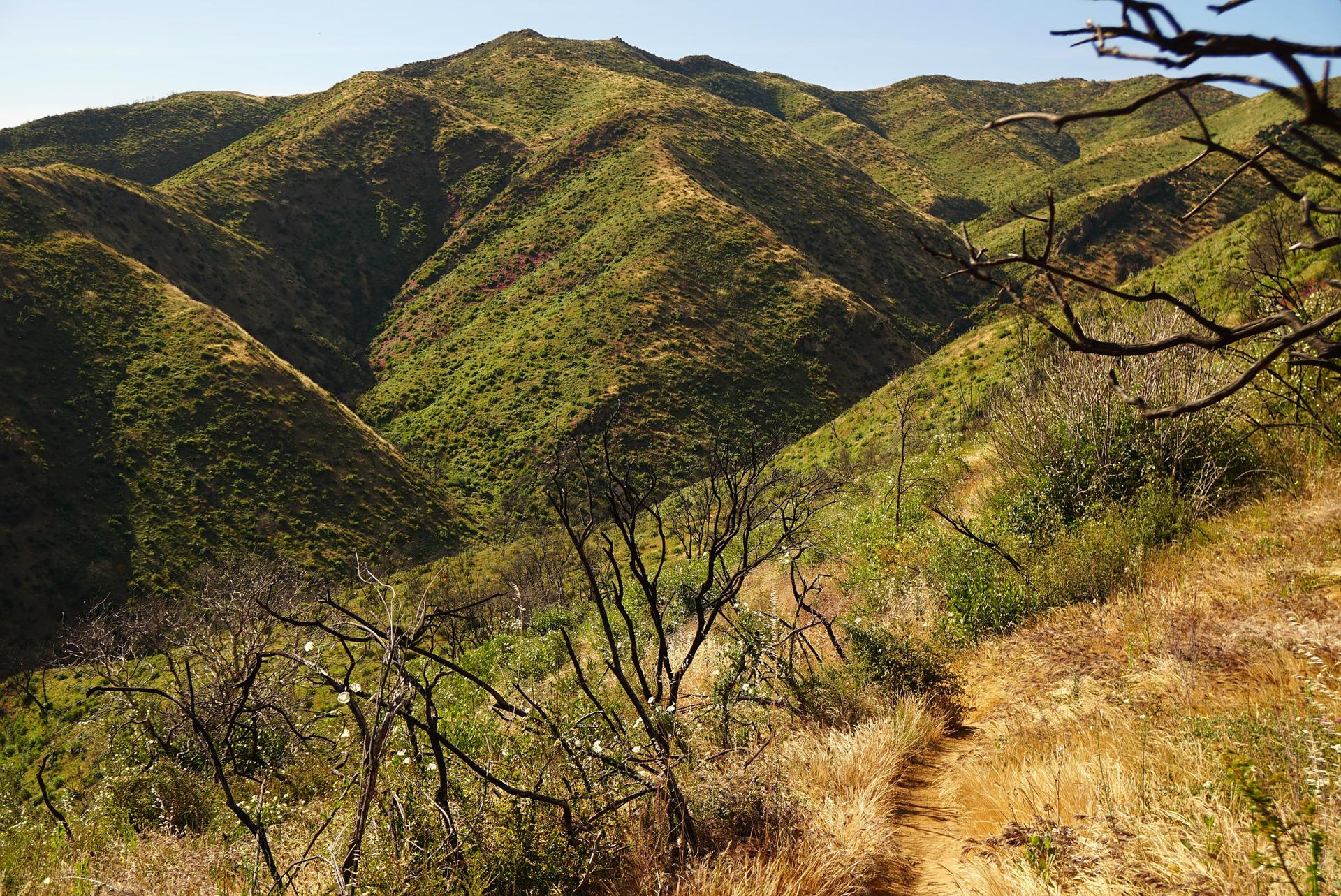 Dirt trail winding through green, rolling mountains with bare branches.