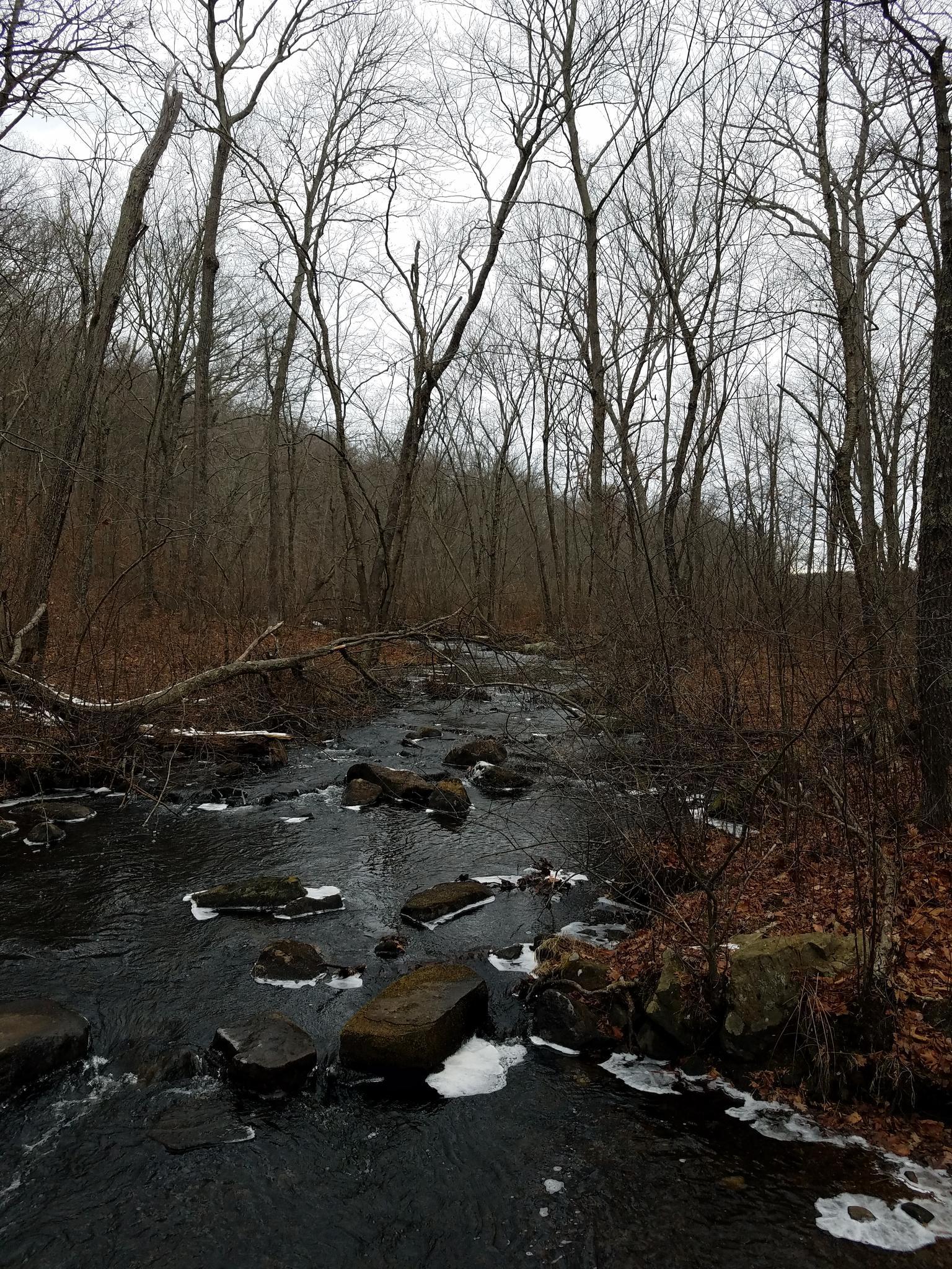 A rocky stream flows through a bare winter forest under an overcast sky.