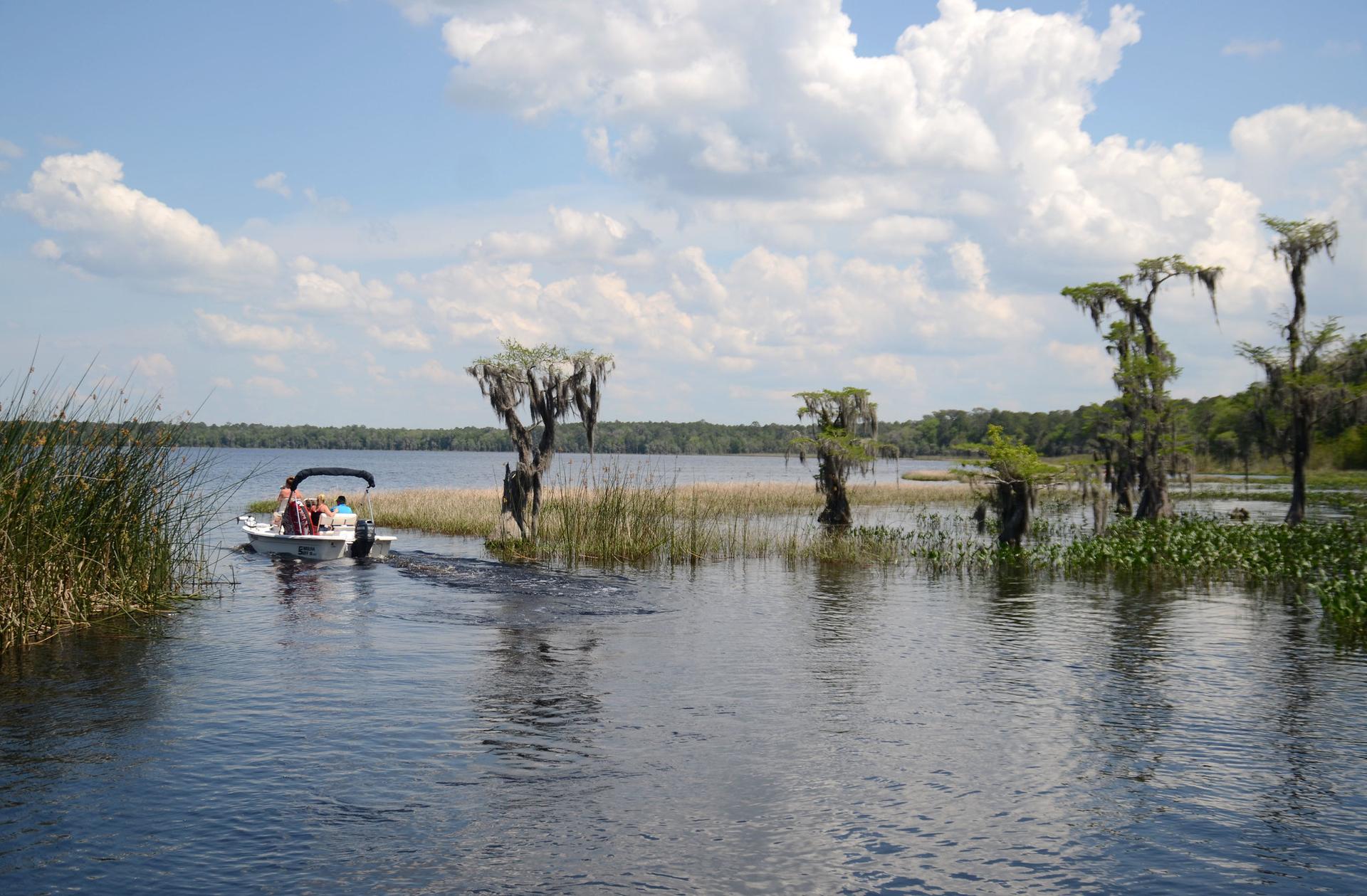 People on a boat in a sunny lake surrounded by cypress trees and reeds.