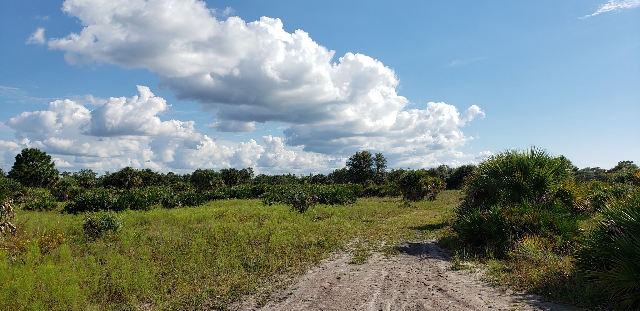 Dirt path through a sunny, green field with palmettos and distant trees. - Golden Aster Scrub Nature Preserve Hiking Trail
