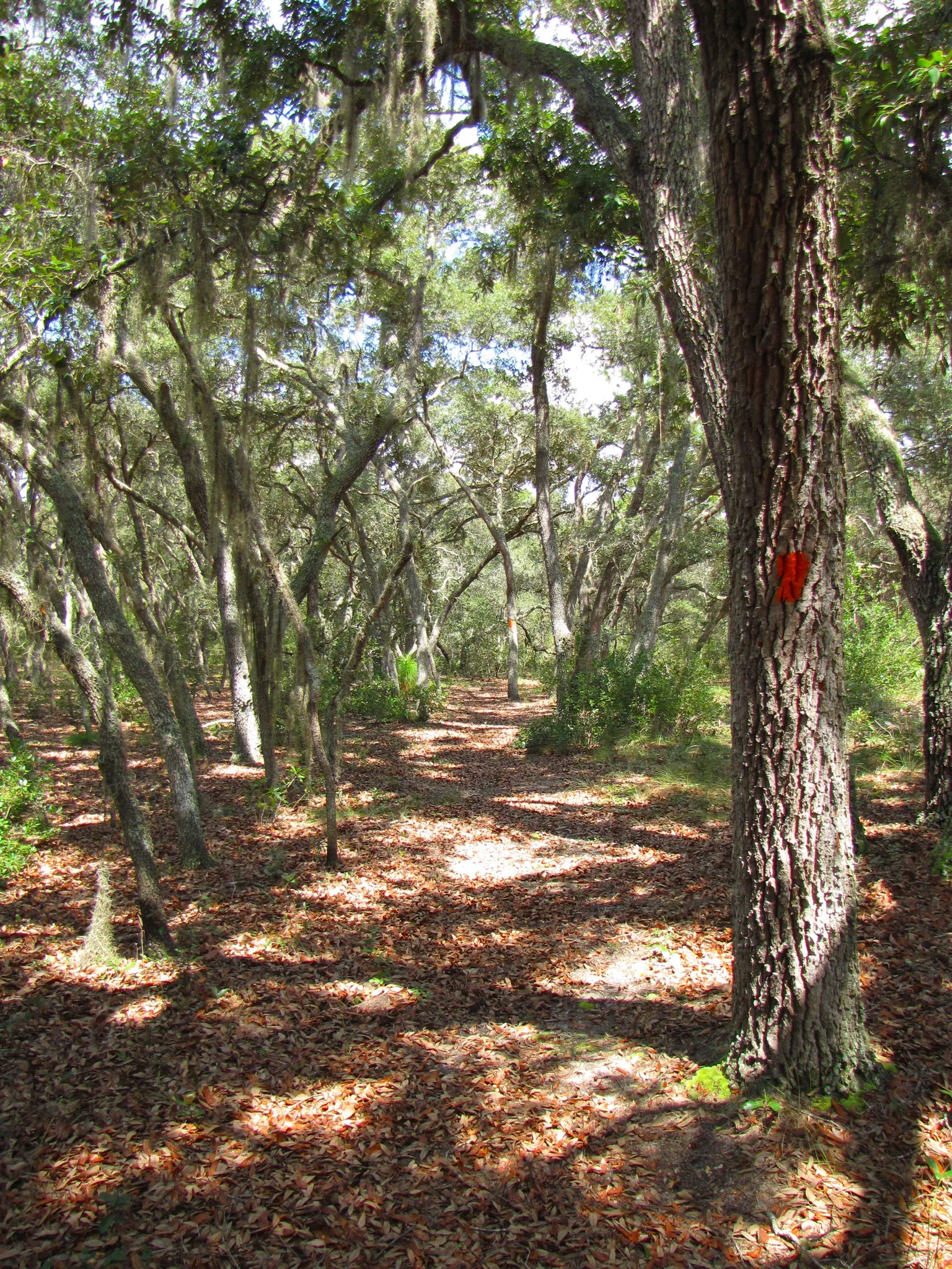 A sunlit path through a dense forest with trees draped in moss and fallen leaves. - Dames Cave and Stage Pond