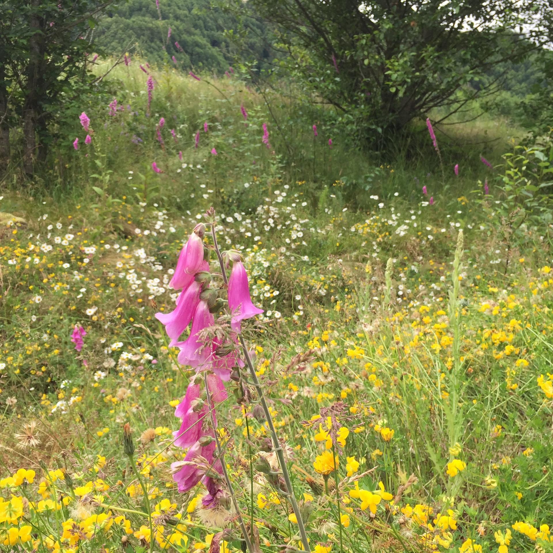 Vibrant meadow with pink foxgloves, yellow and white wildflowers under natural light.