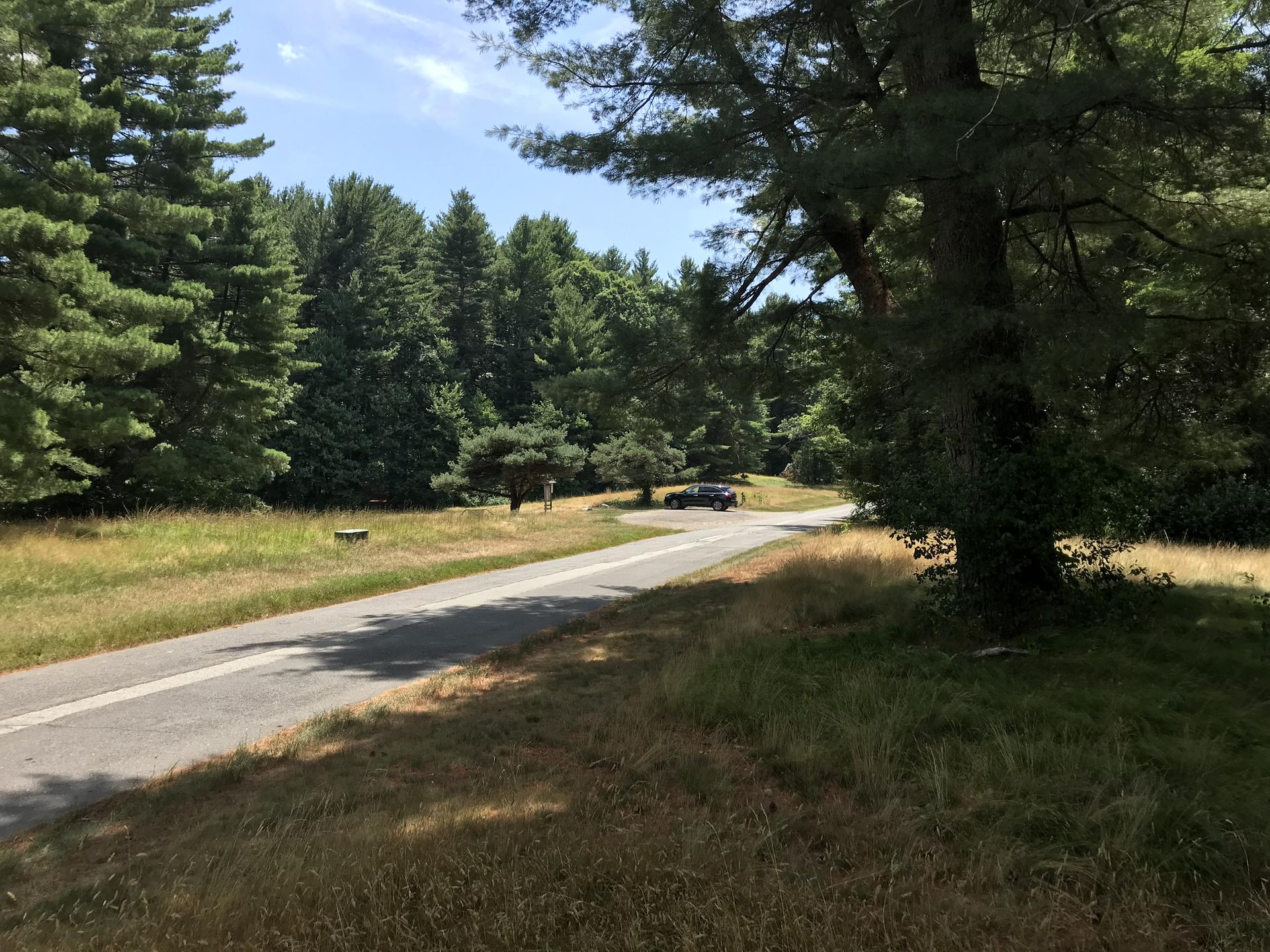 A paved road winds through a sunny, grassy area with tall pine trees. A car is parked.