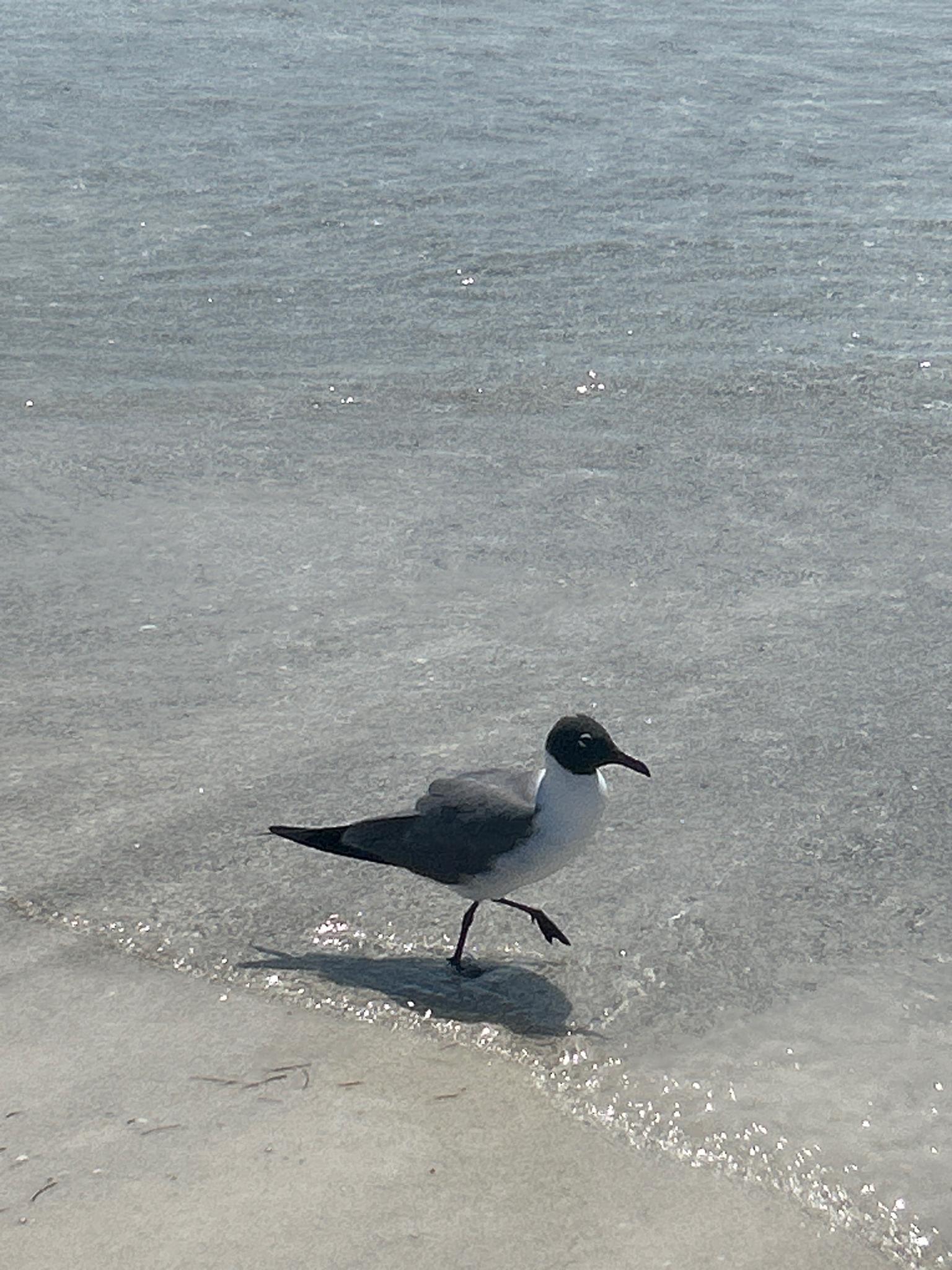 A seagull with a dark head walks in shallow, sparkling water.