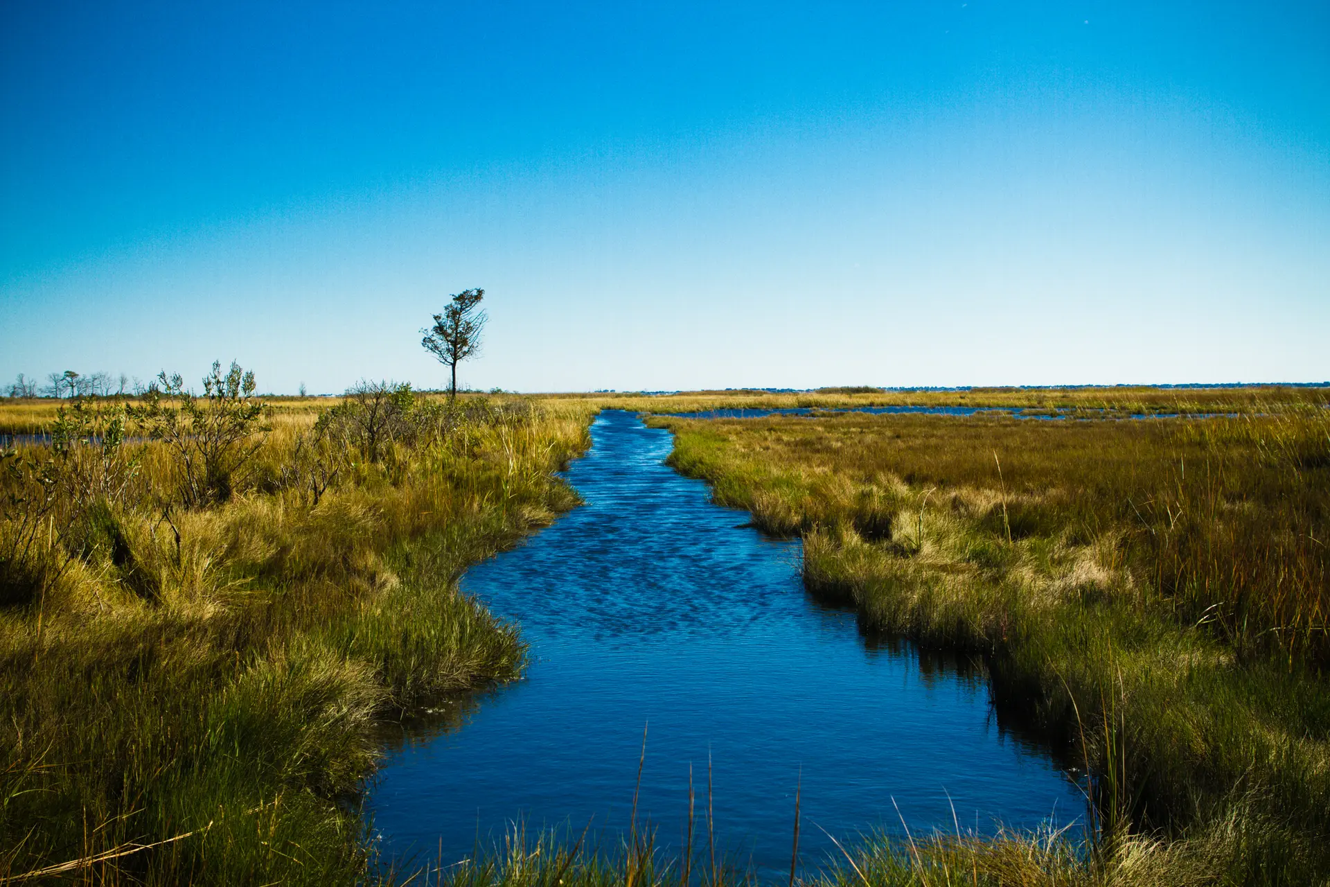 Narrow blue river winding through golden marshland under a clear blue sky.
