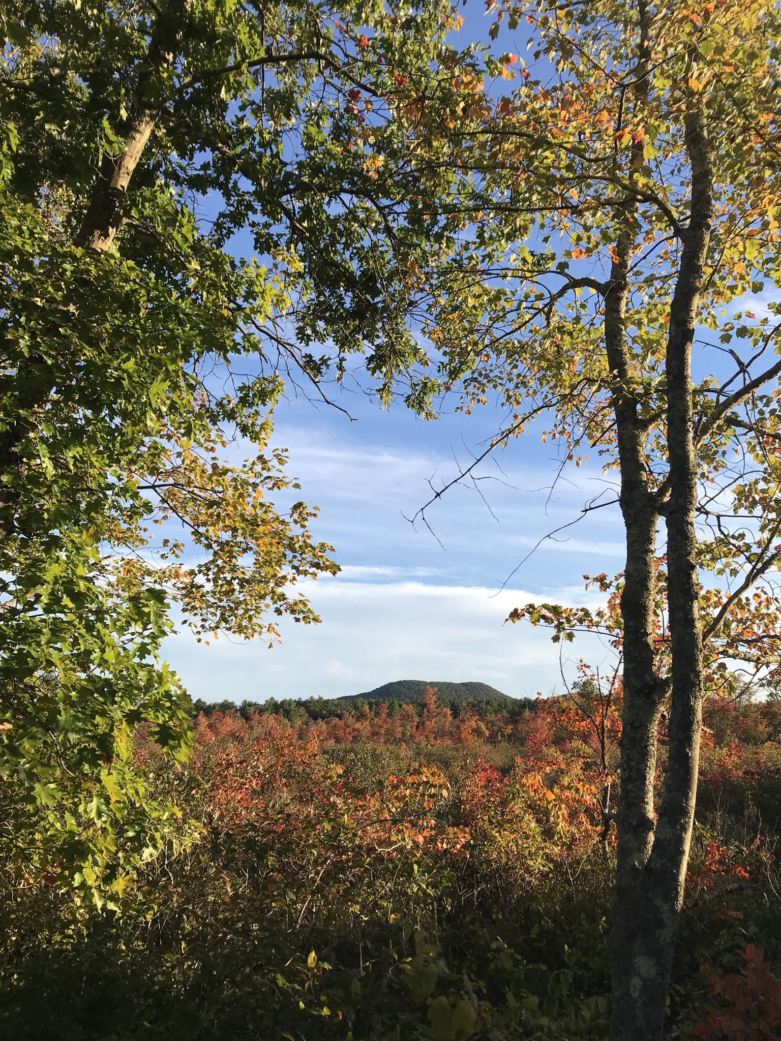Vibrant autumn foliage frames a distant mountain under a clear blue sky. - Fort River Bridge loop from Mount Holyoke Range State Park