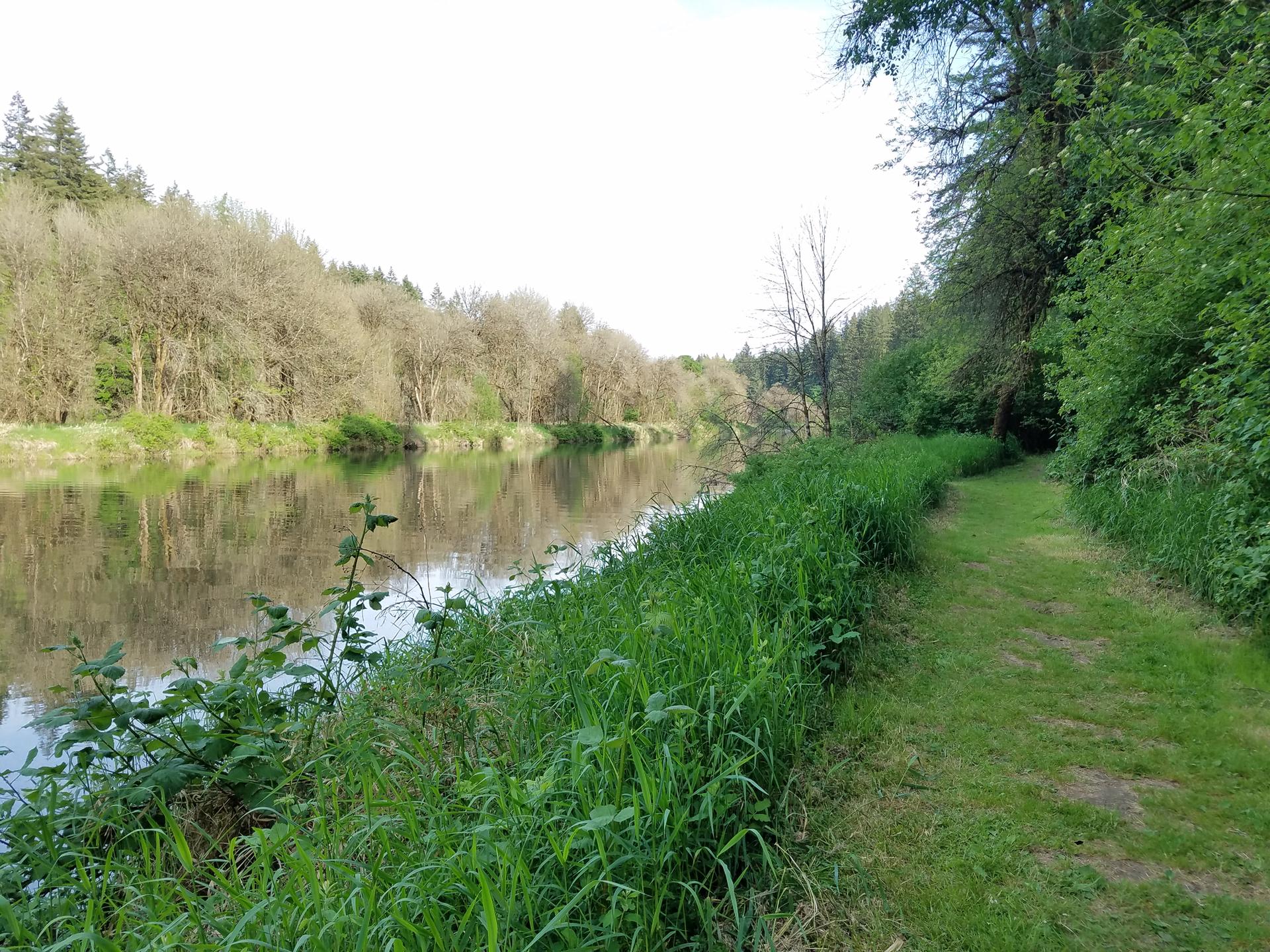 A calm river flows beside a grassy path and dense green forest.