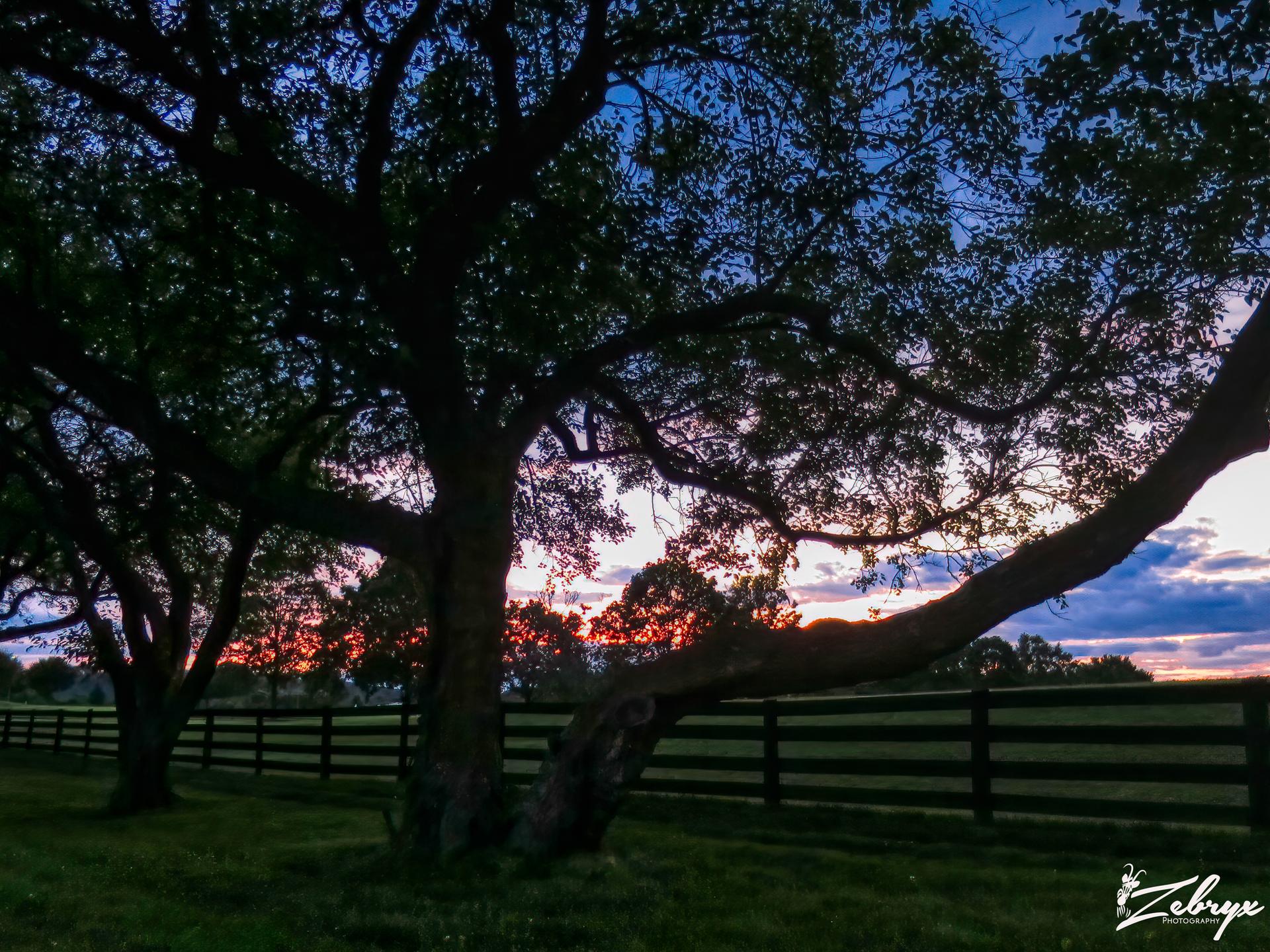 Silhouetted trees and a fence against a vibrant sunset sky over a grassy field.