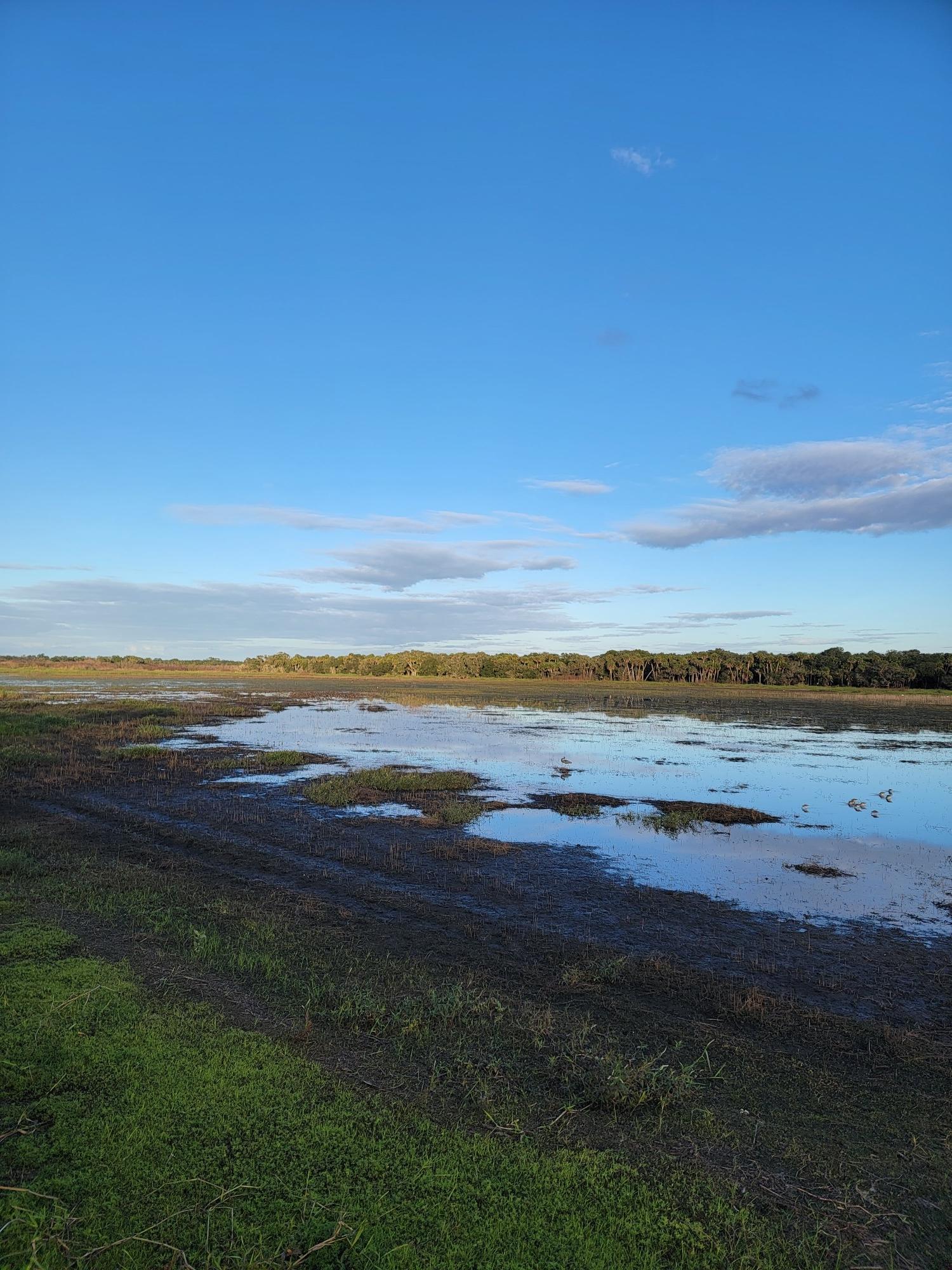 Expansive wetland under a bright blue sky, with grassy banks and distant trees.