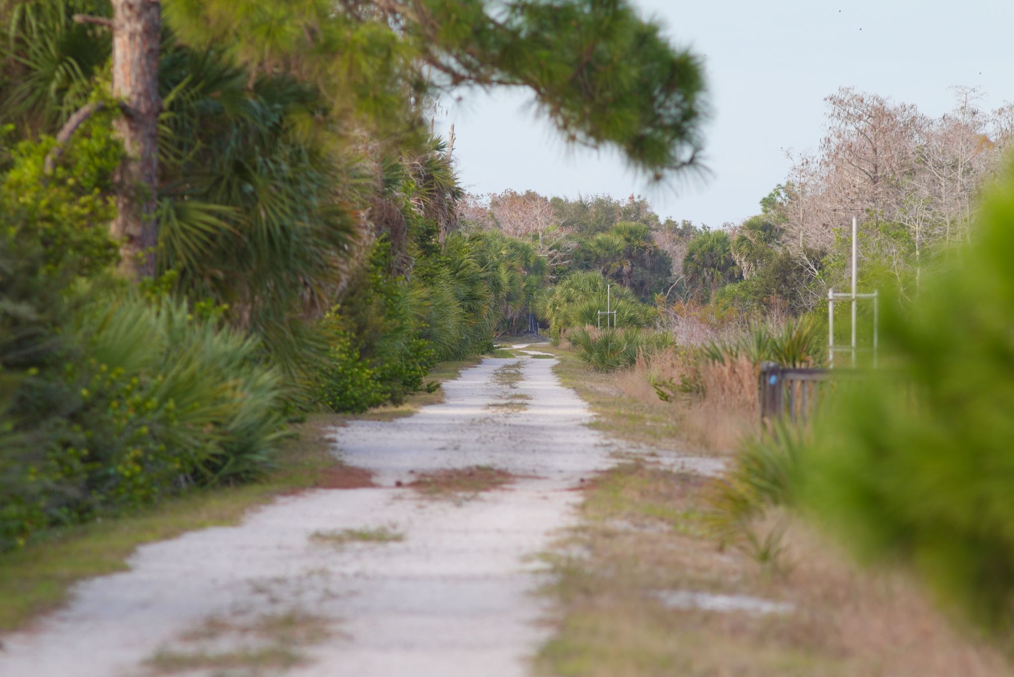 A winding dirt path through a sunlit, dense forest with tall trees. - Owahee Trail Loop