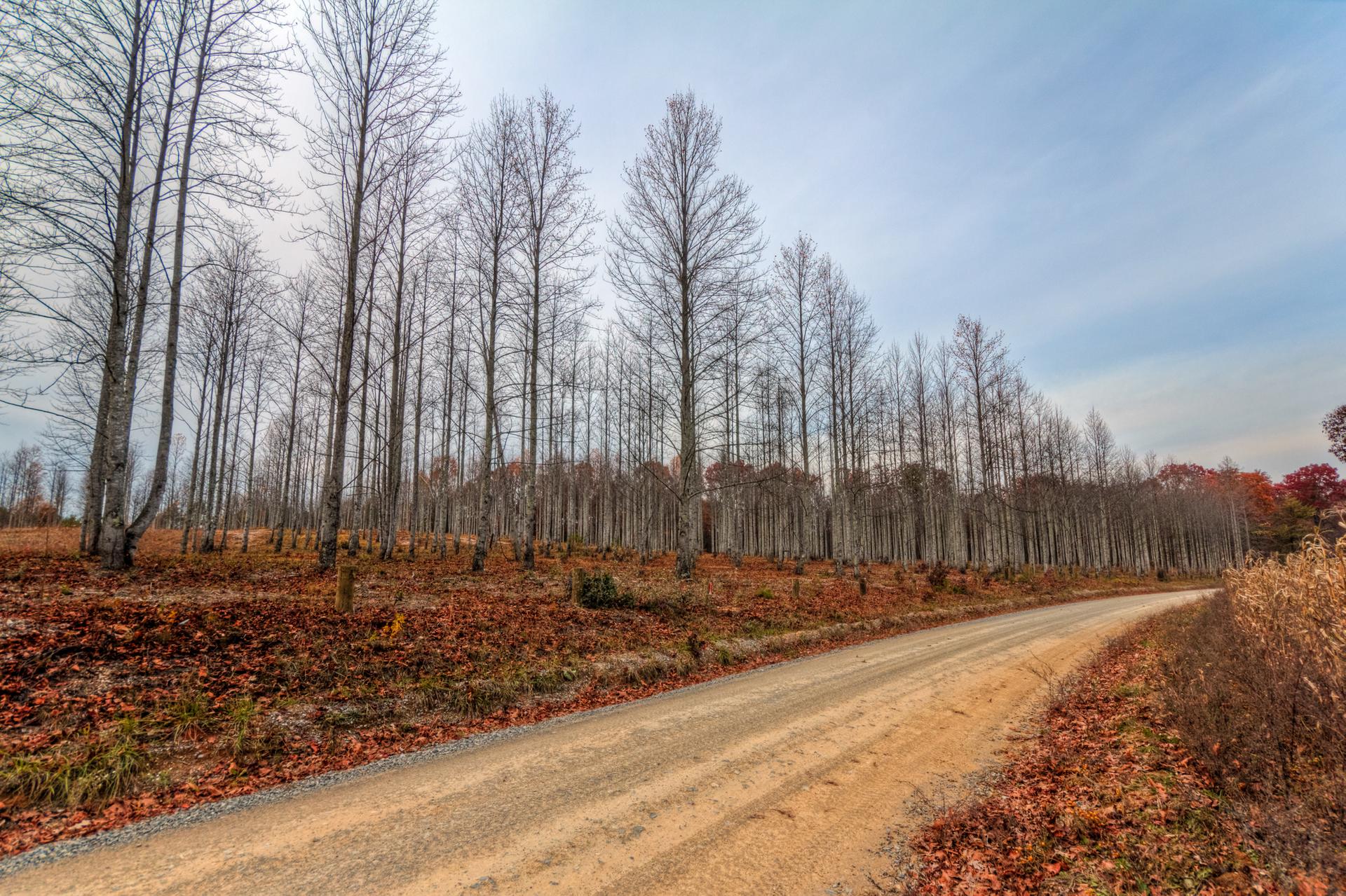 A dirt road winds through a forest of bare trees under a cloudy sky.