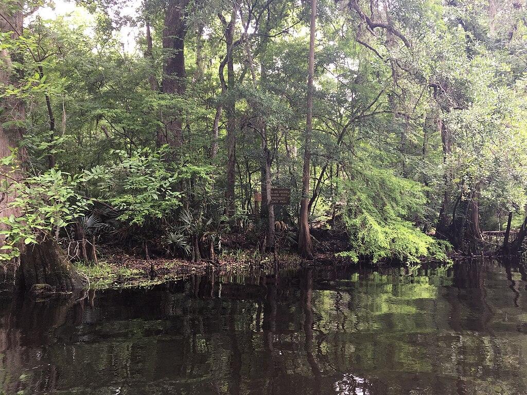 Dark, calm water reflects a dense, lush green forest under soft light.